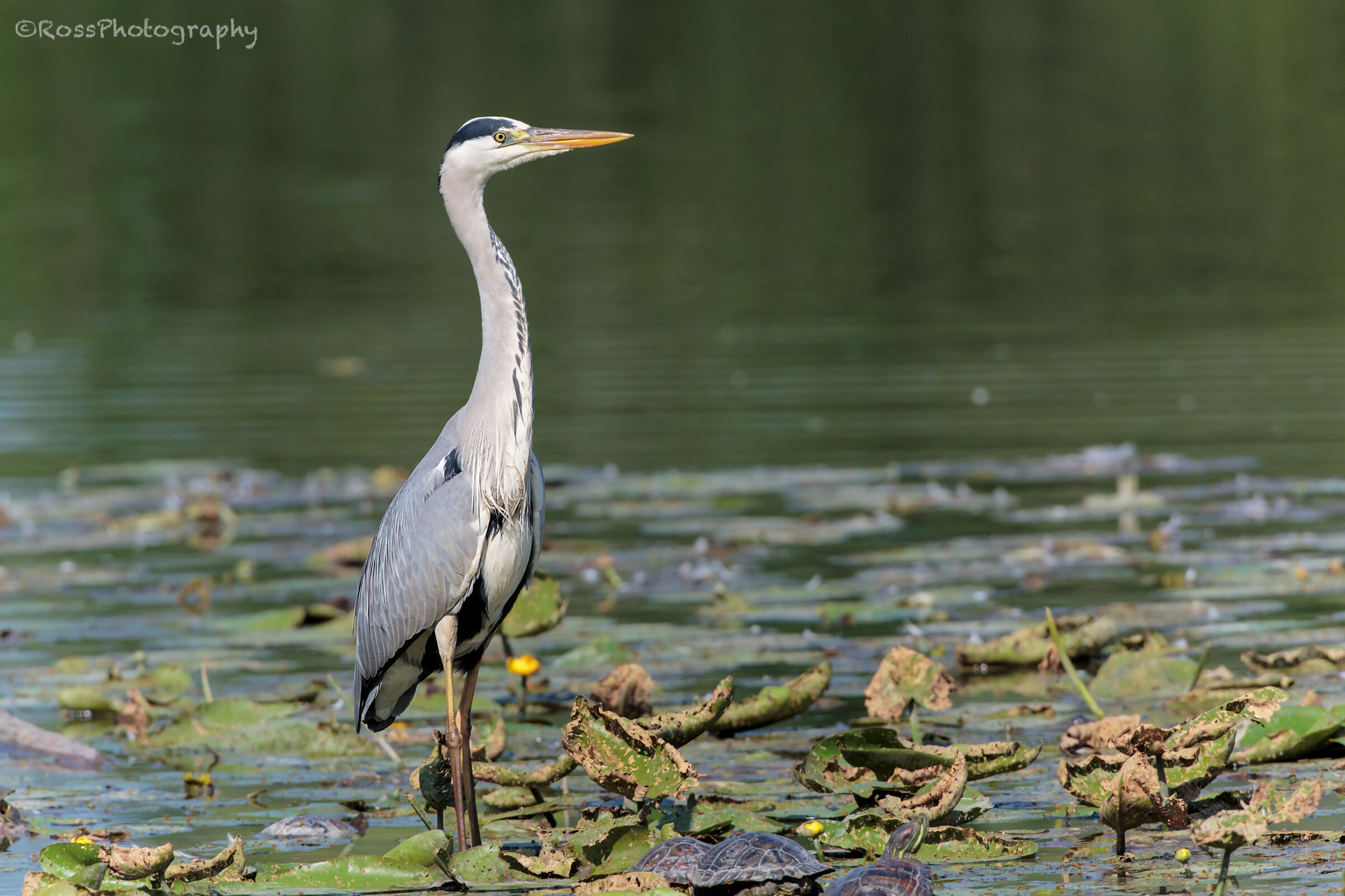 Cinerino heron