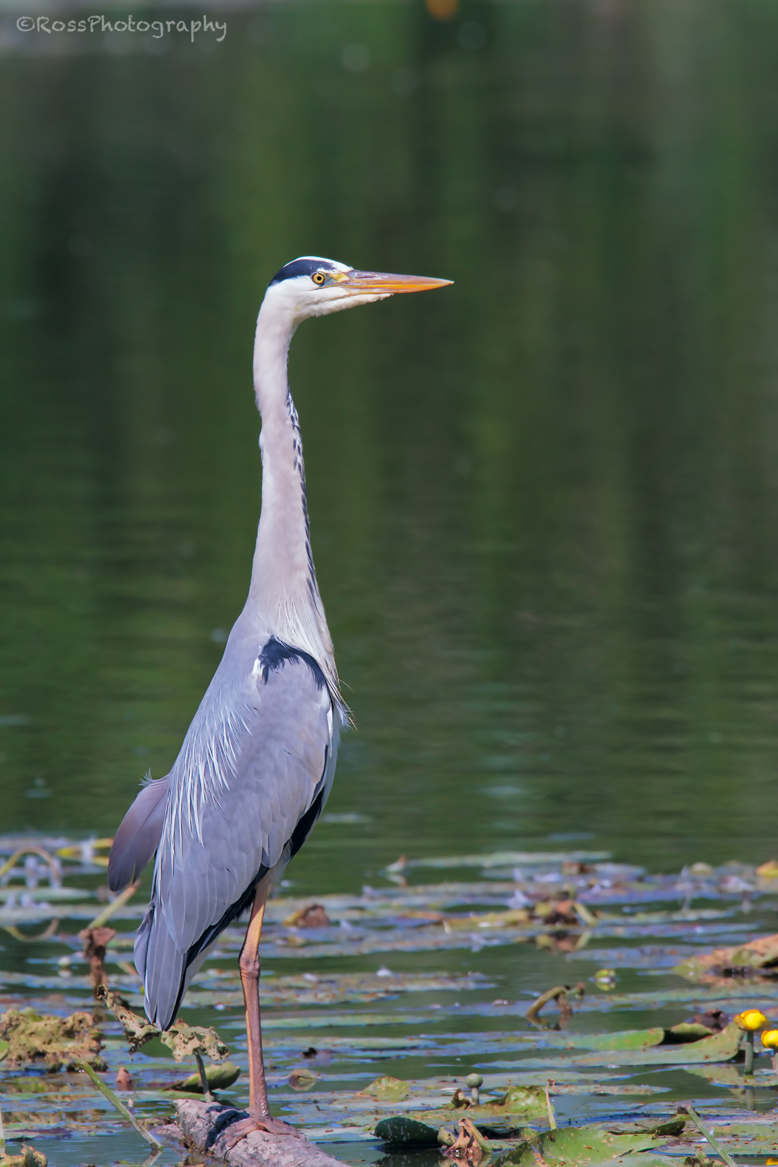 Cinerino heron