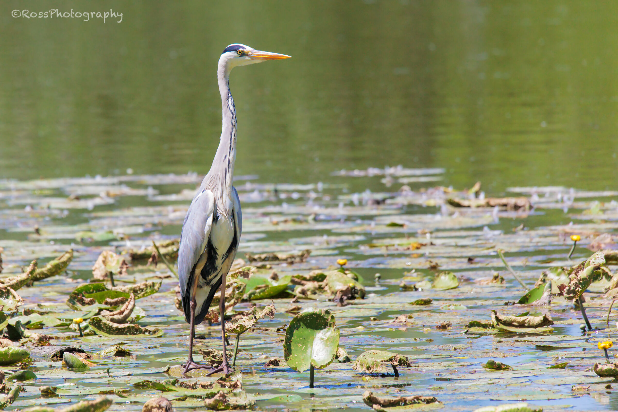 Cinerino heron