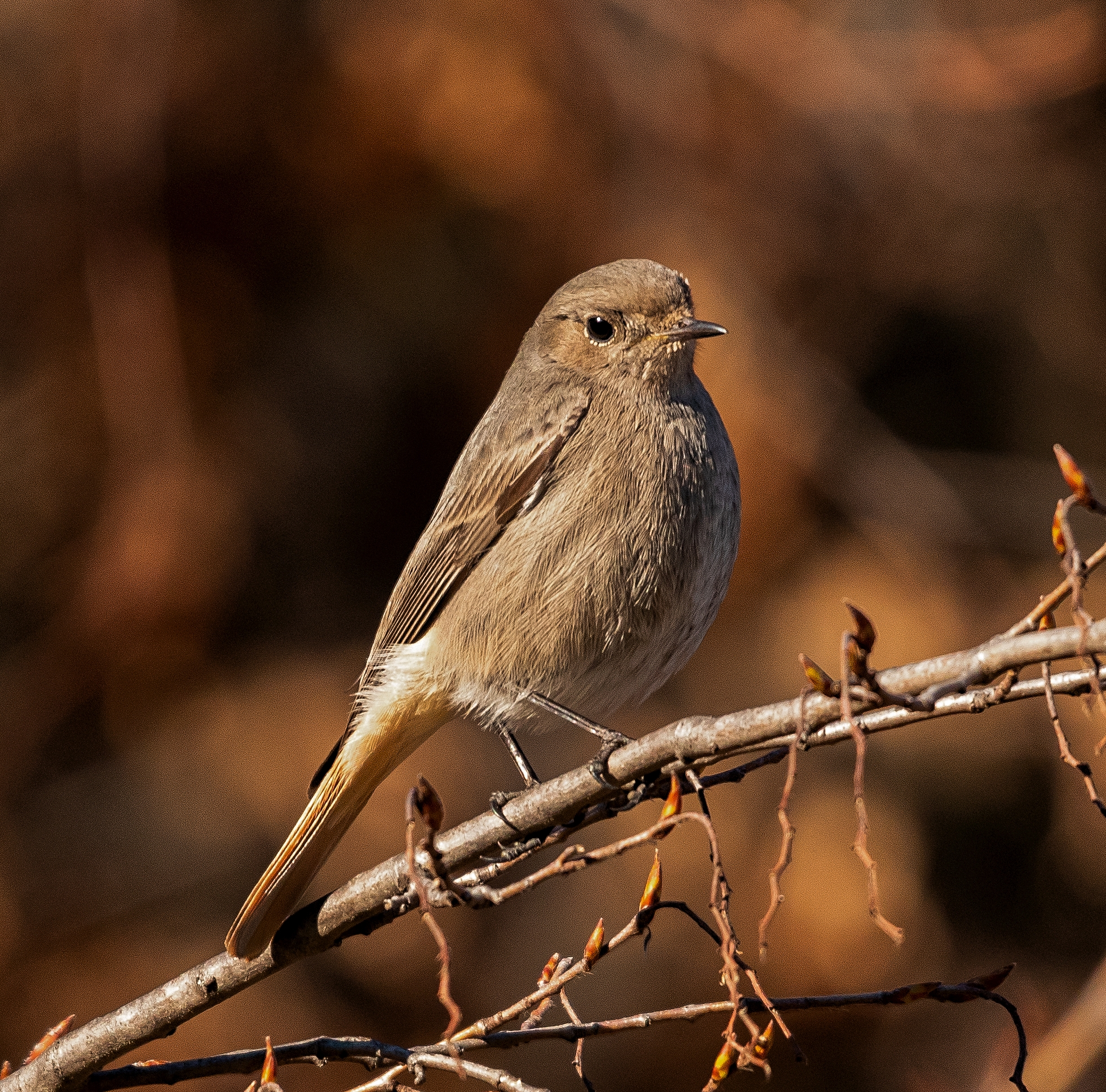 Codirosso Female fireplace sweep on branch 26/01/2021