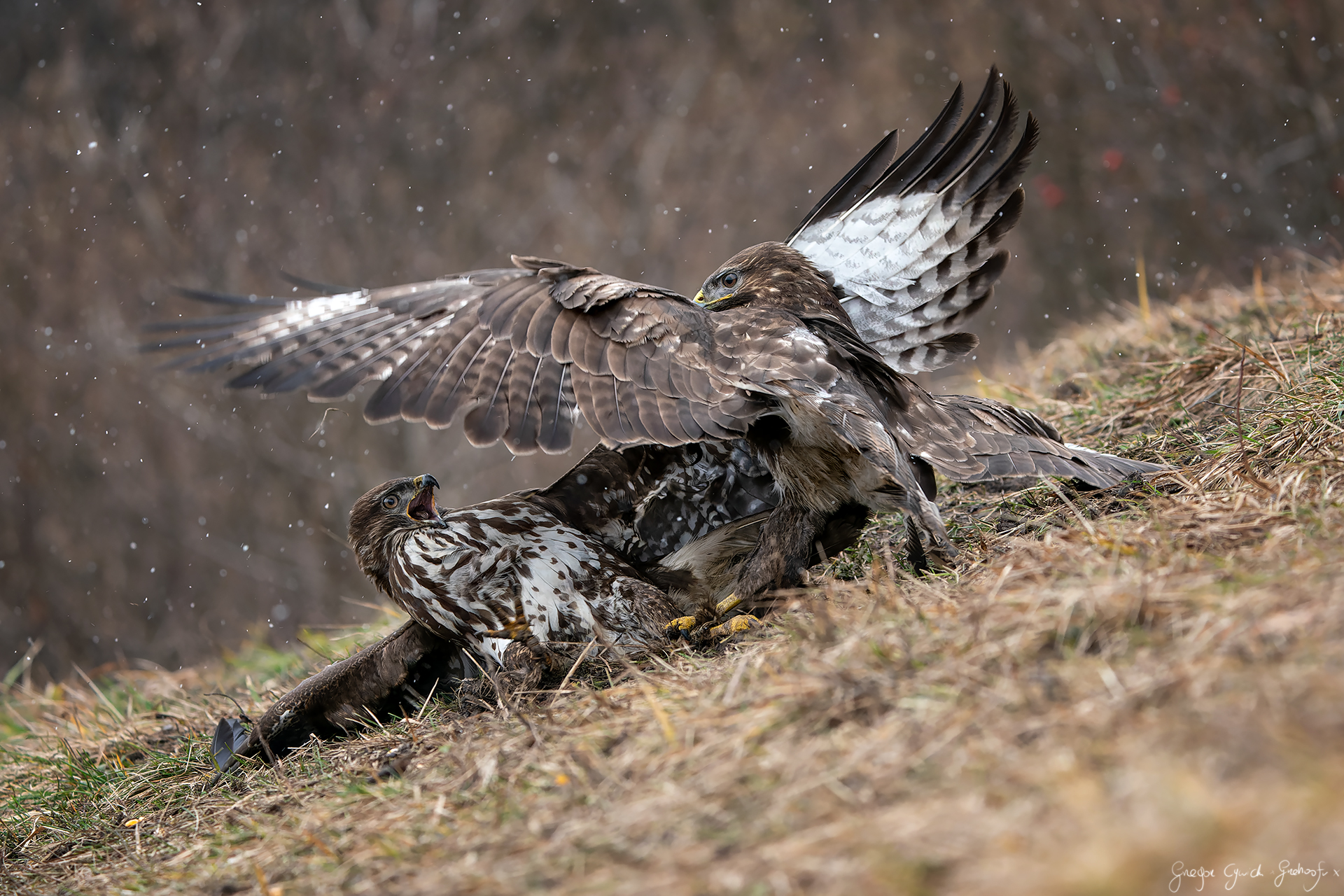 The fight