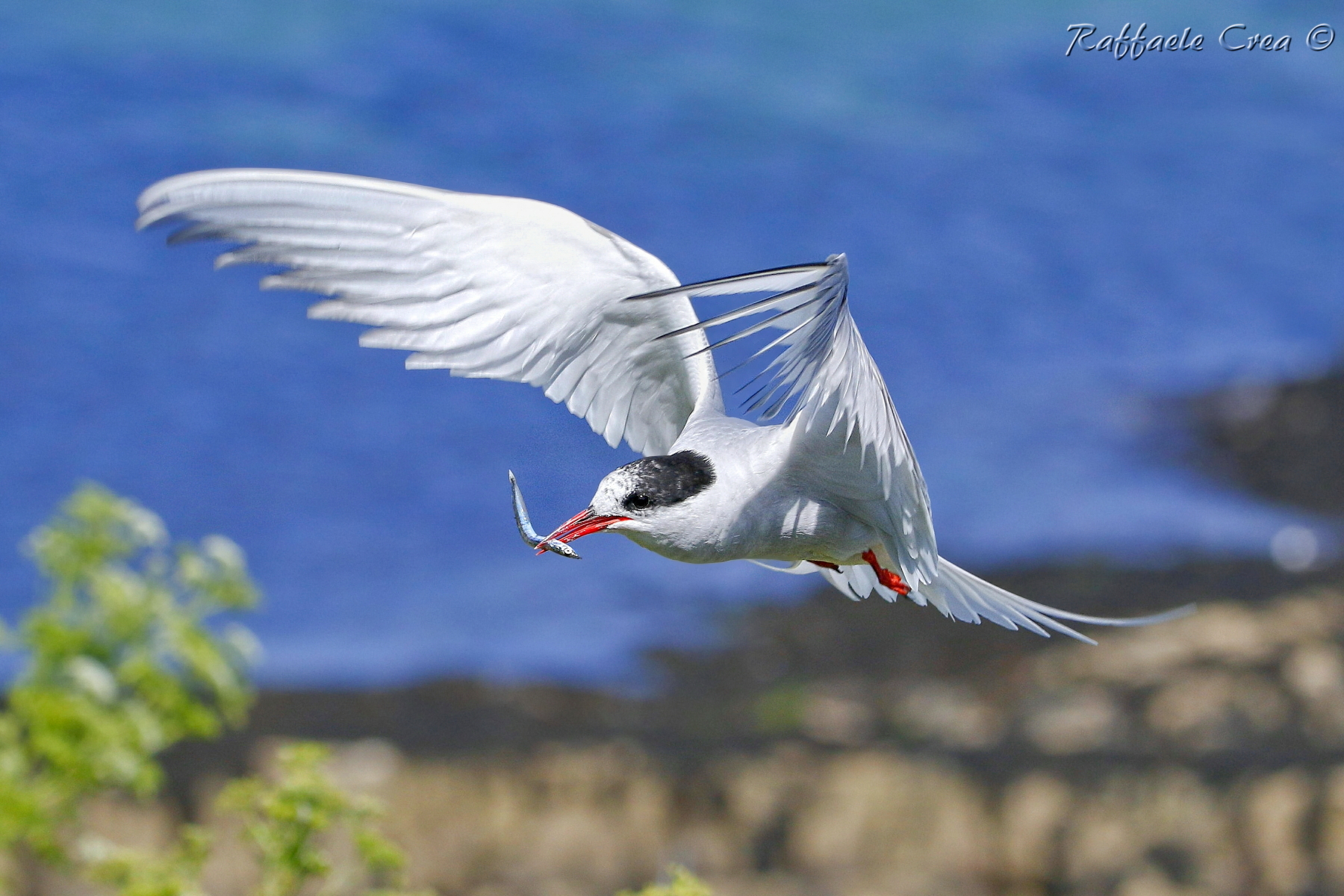 Arctic Tern Juv