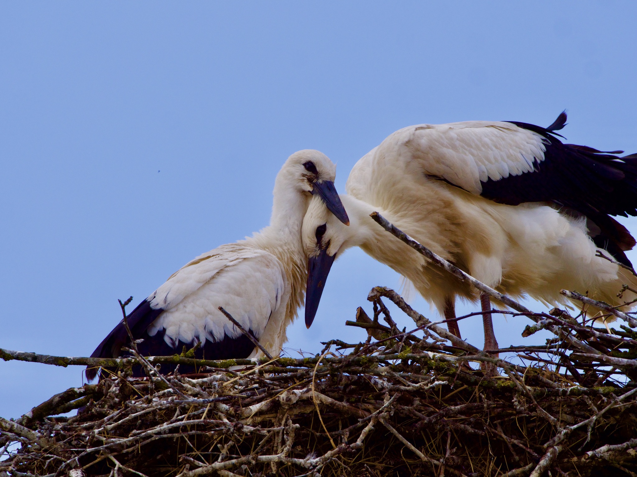 Parental love