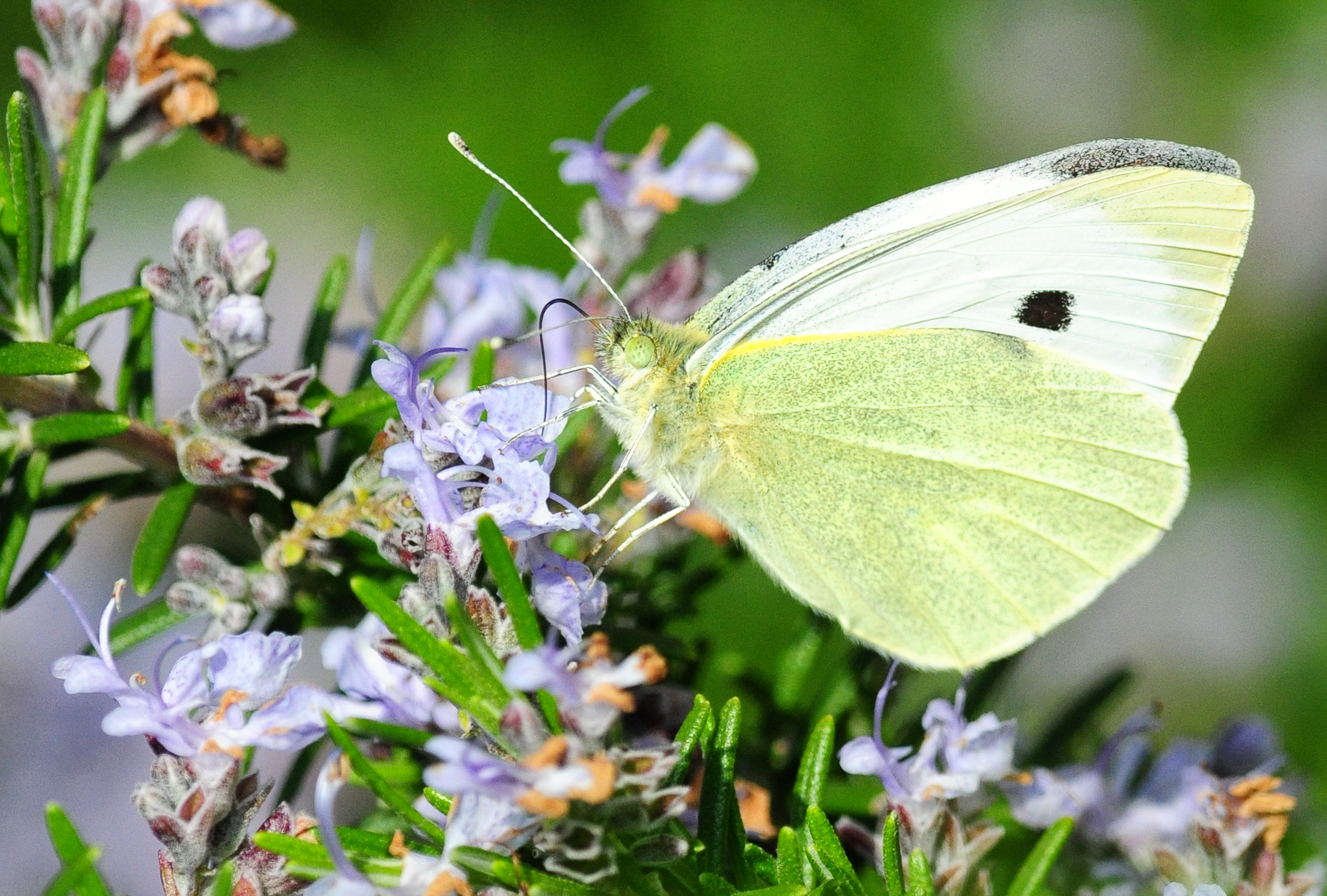 nourishment rosemary