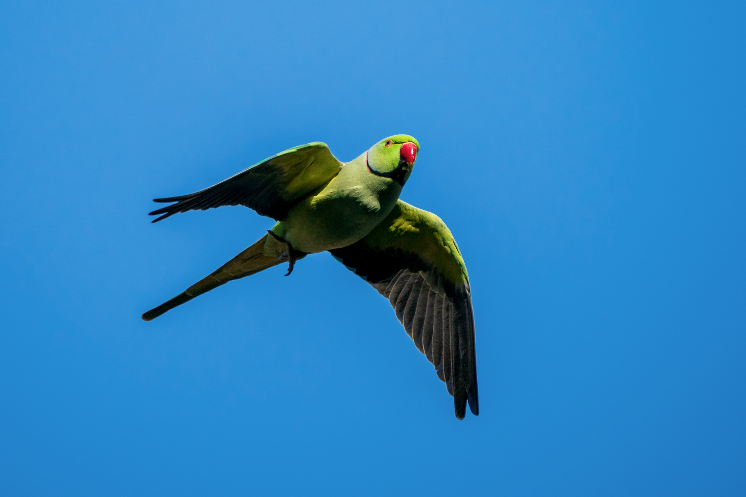 Collared parakeet