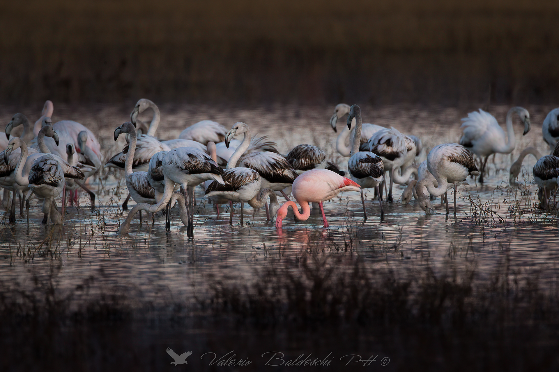 PROUD TO BE DIFFERENT