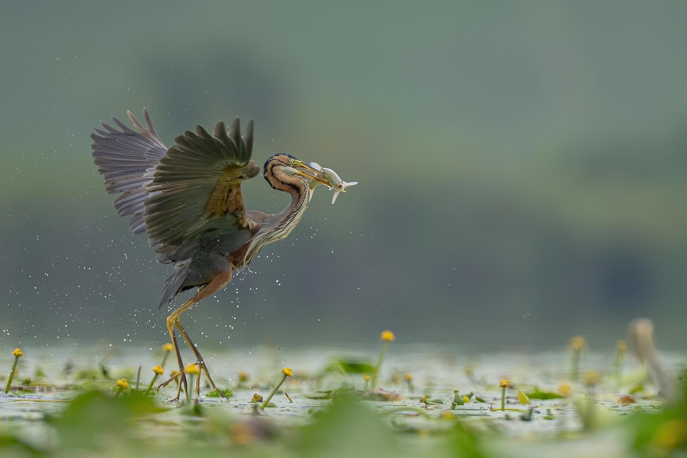 In punta di zampe con la preda