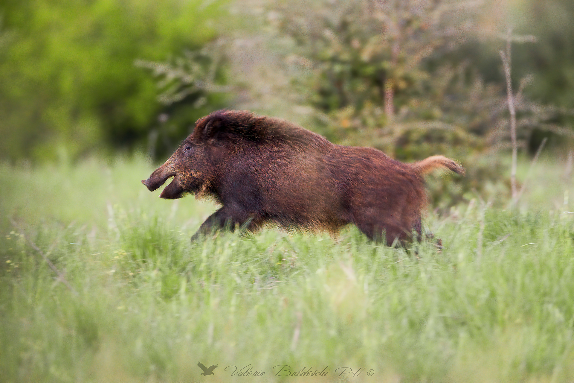 Cinghiale di corsa...