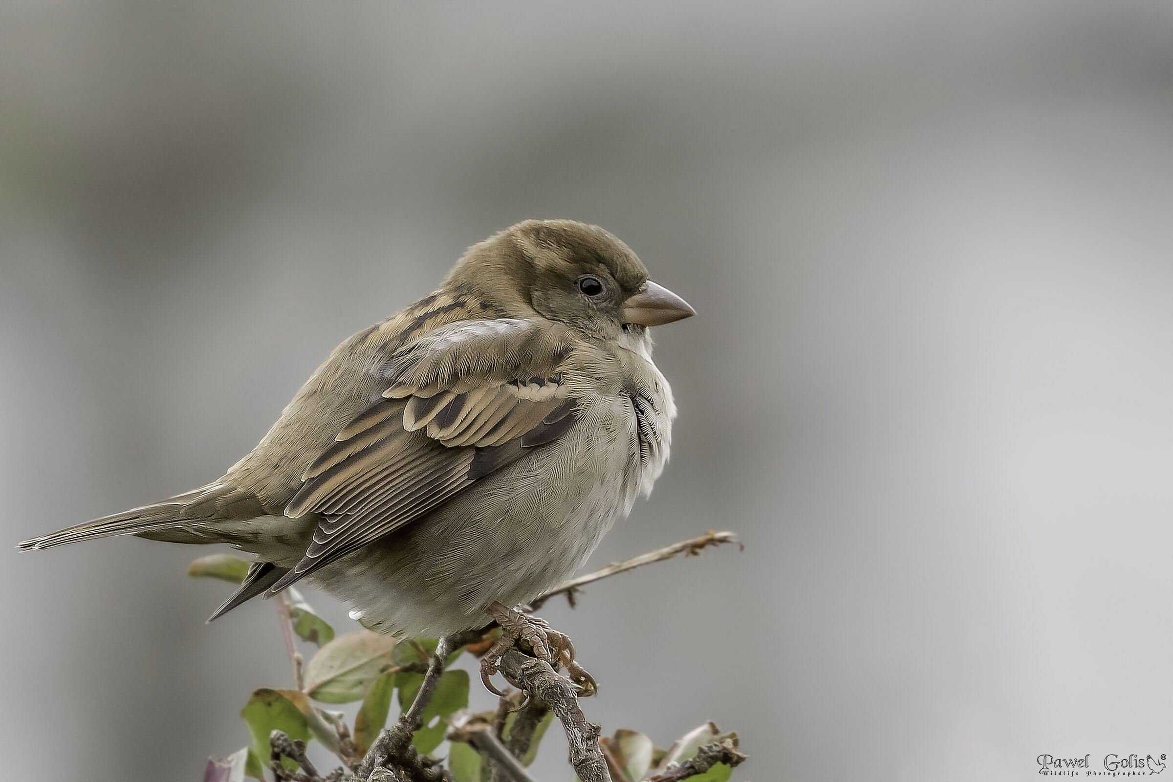 House sparrow (Passer domesticus)