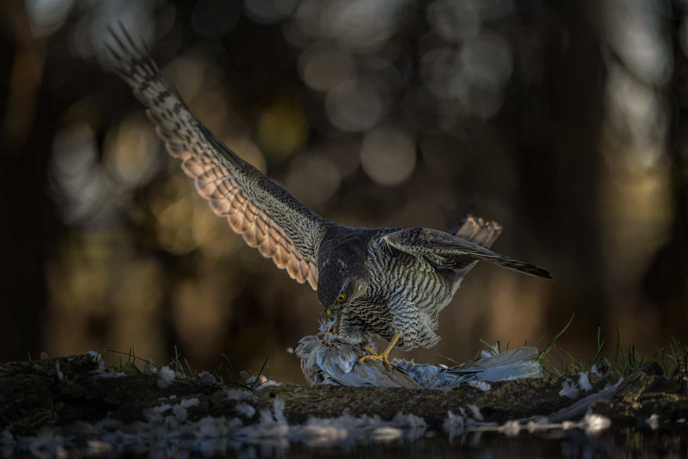 pranzo dello sparviere