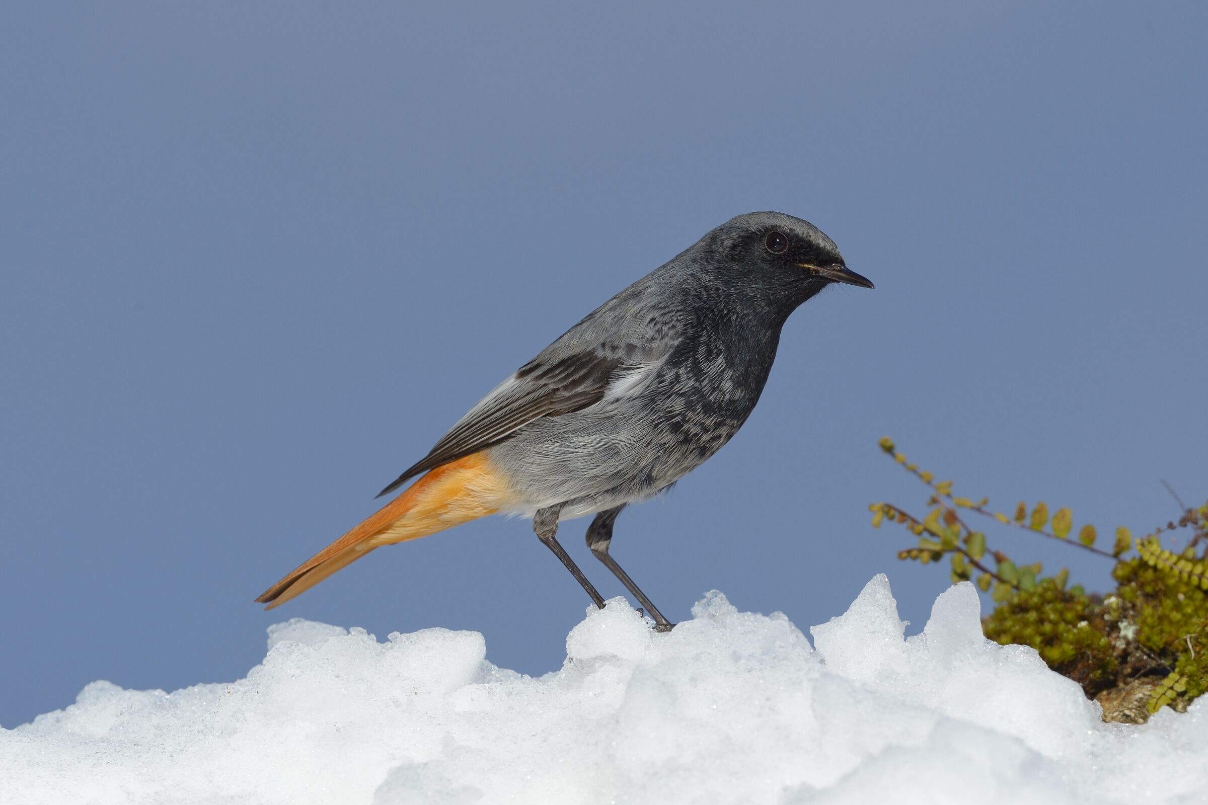 Scaly Scaventer (Phoenicurus ochuros)