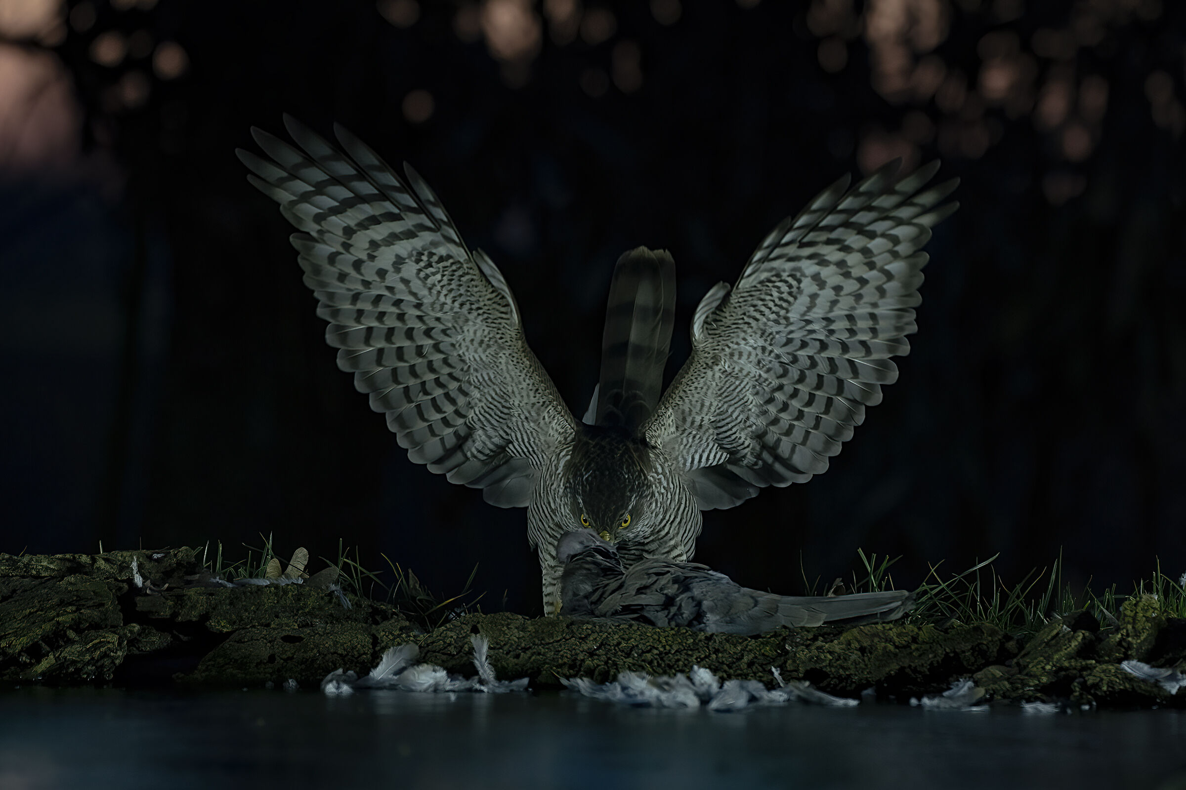 fine della sofferenza