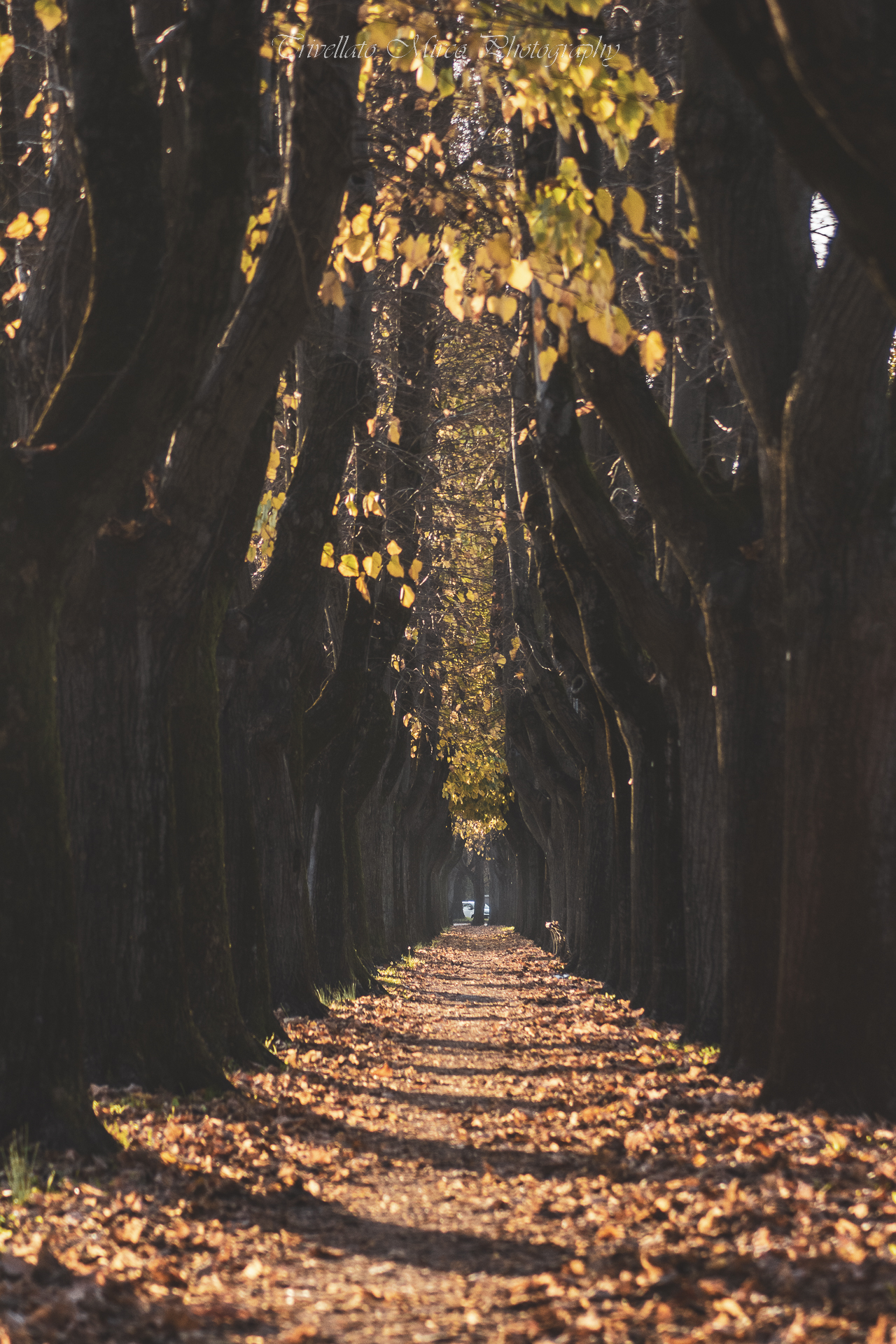 Lucca