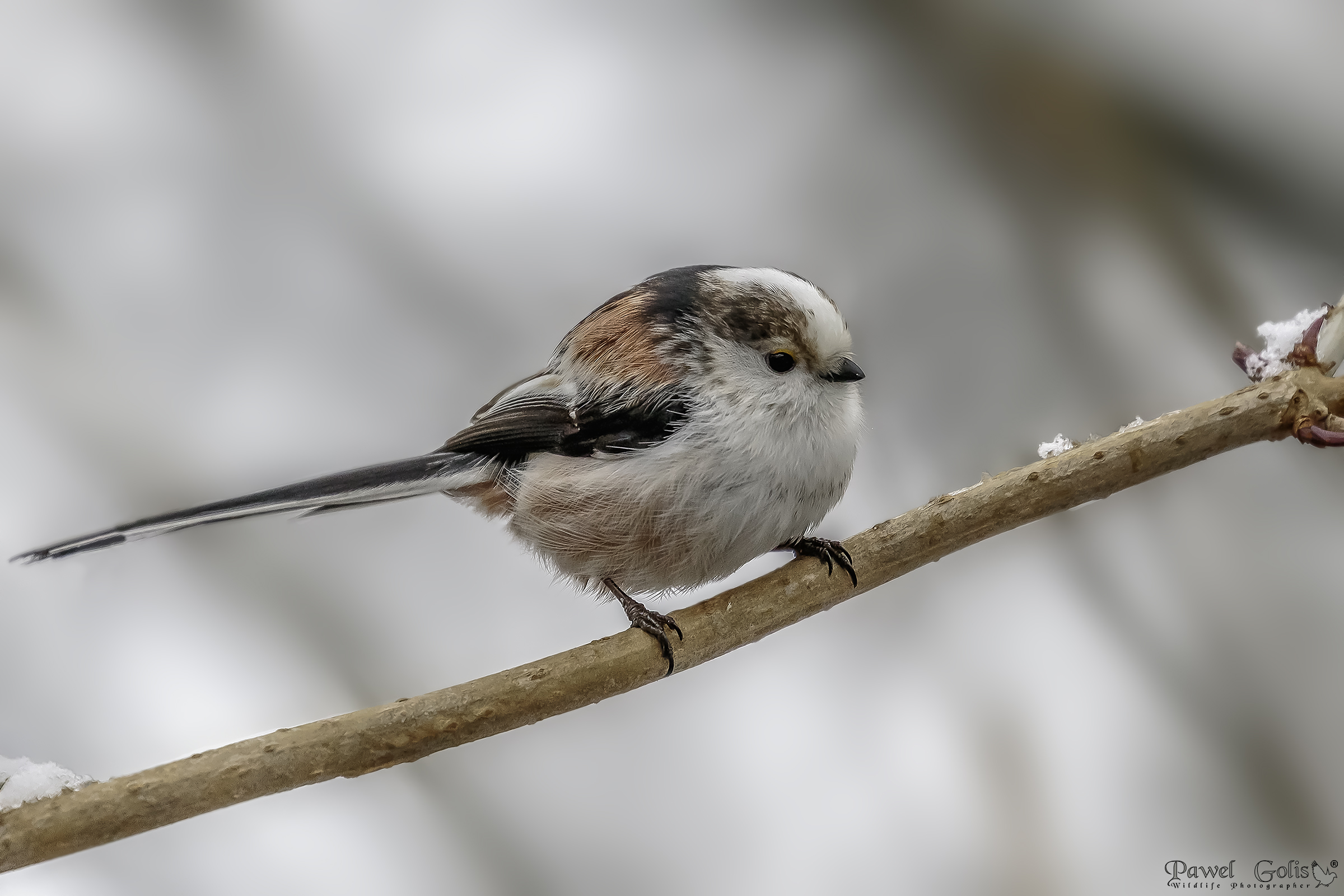 Long-tailed bushtit (Aegithalos caudatus)