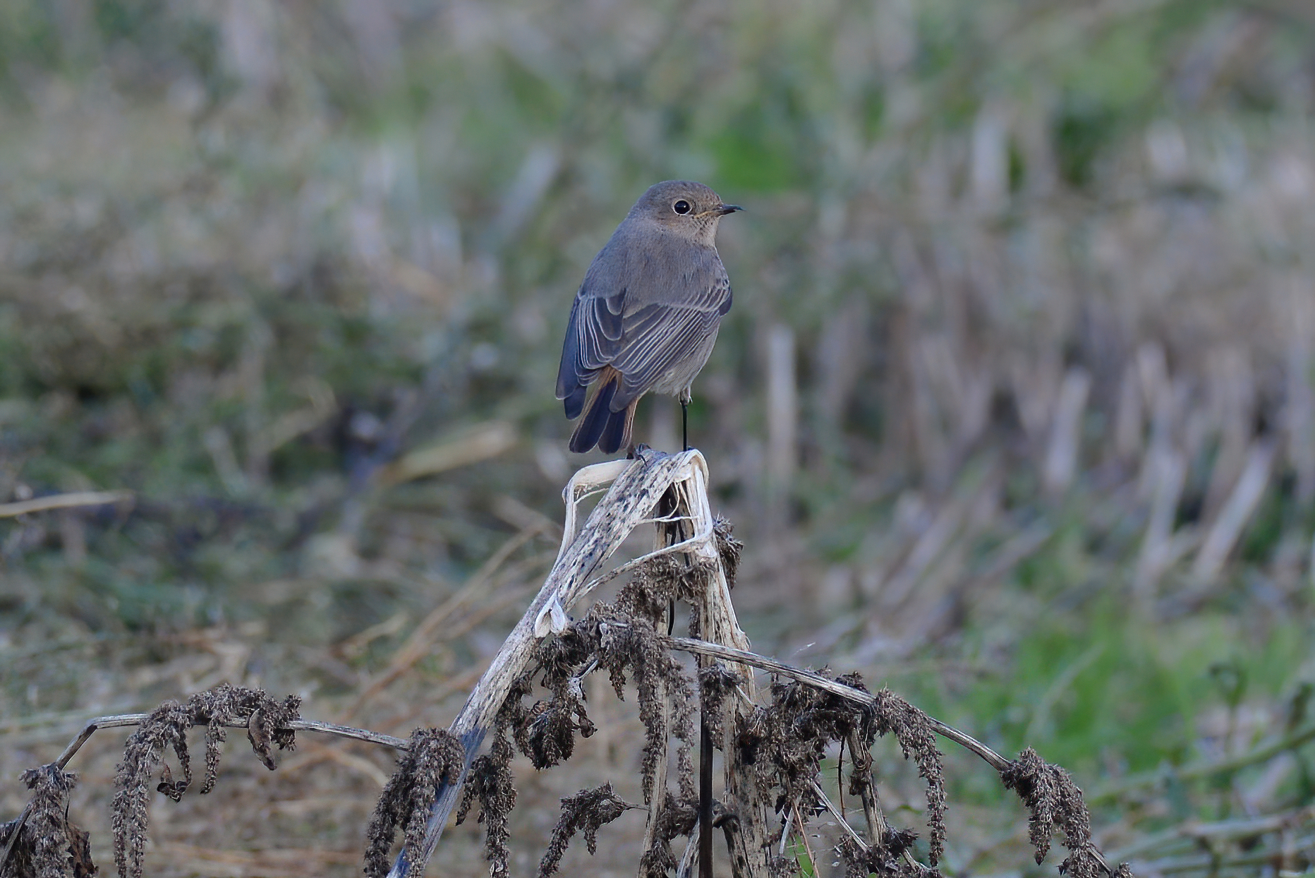 Coirosso fireplace sweep