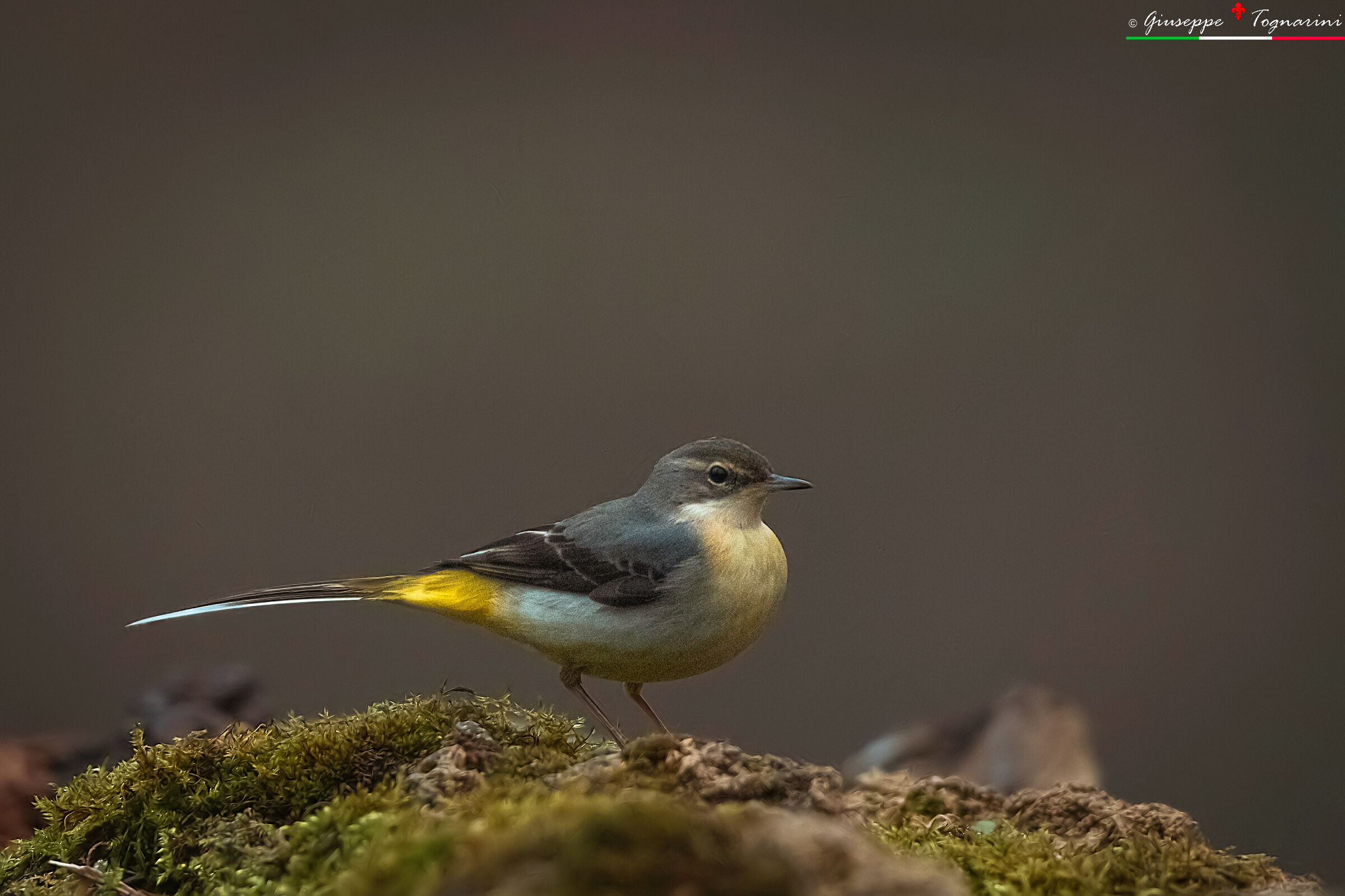 La ballerina gialla n.3