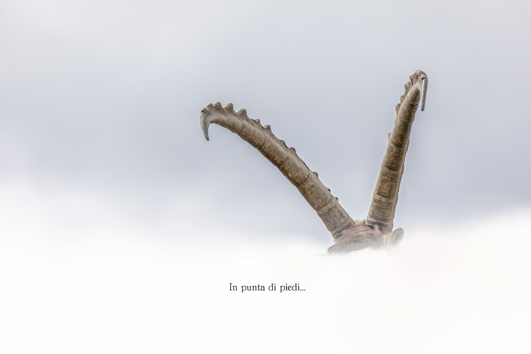 The Monarch in my own way - Alpine ibex in my own way