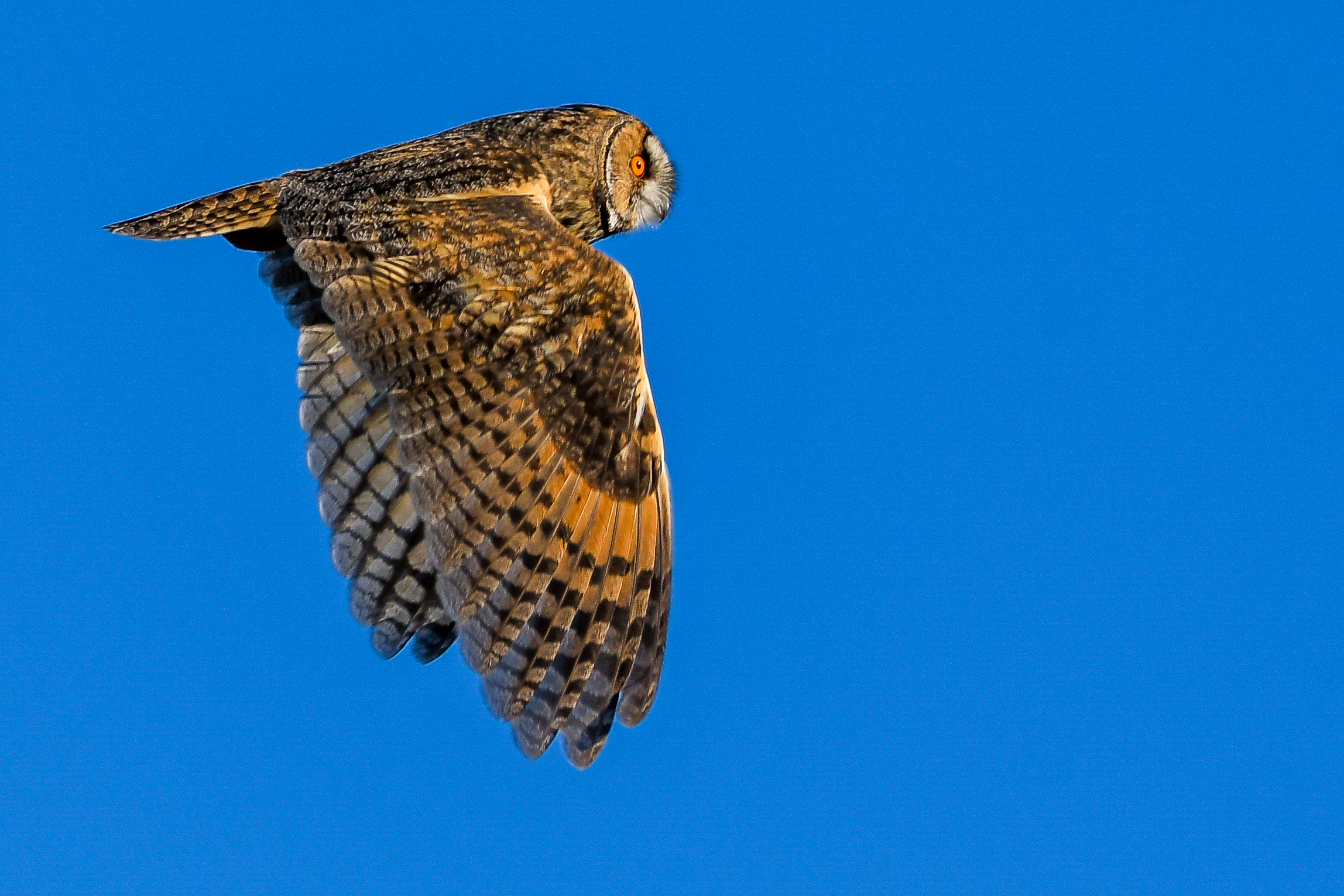 Common Owl (Asio otus) in flight