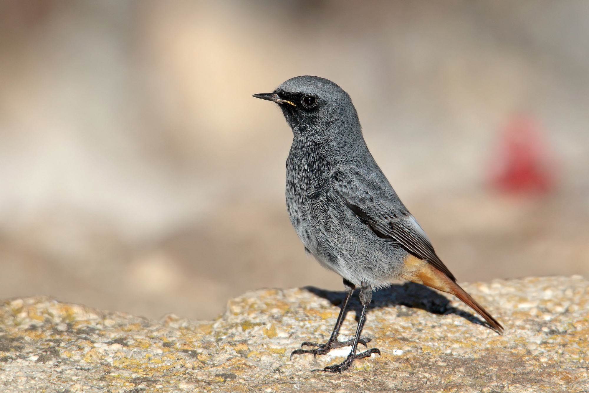 codirosso spazzacamino maschio