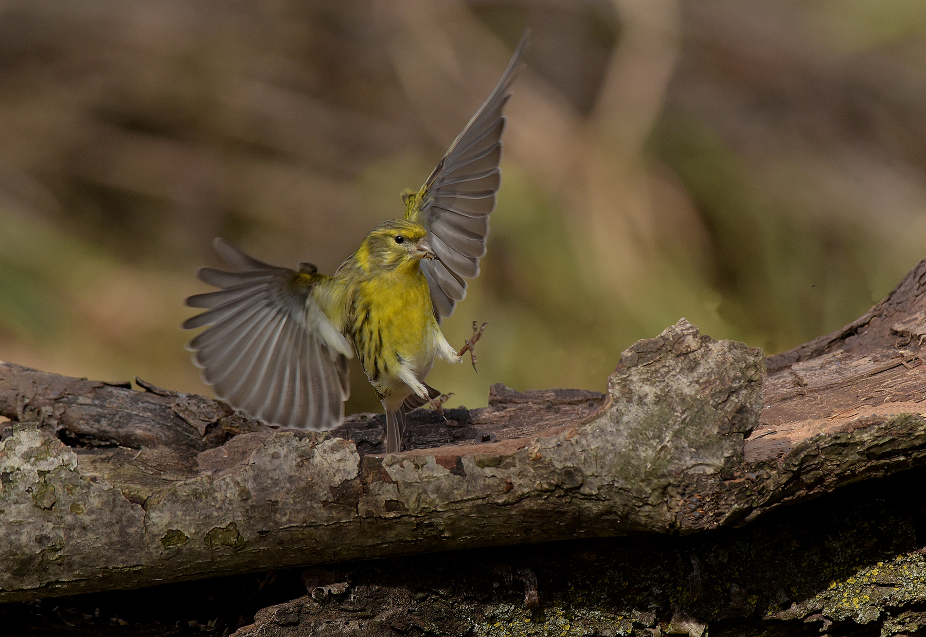 verzellino m. in volo