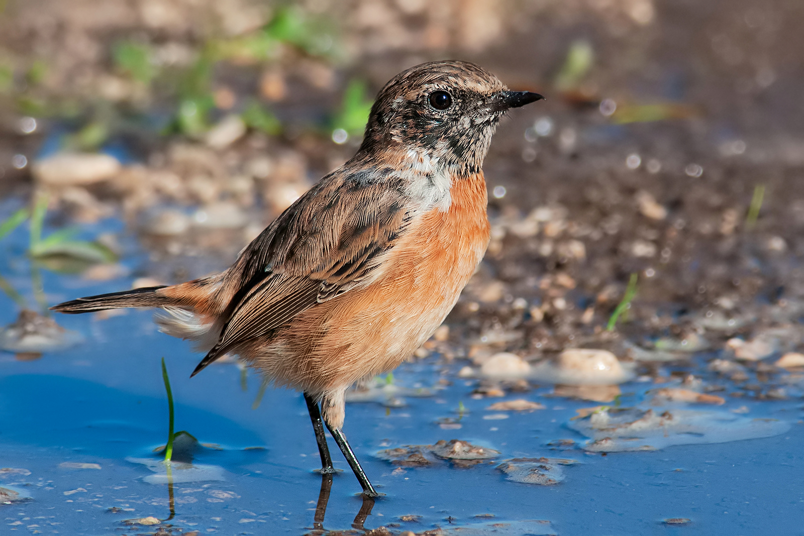 Saltimpalo (Saxsicola torquata).