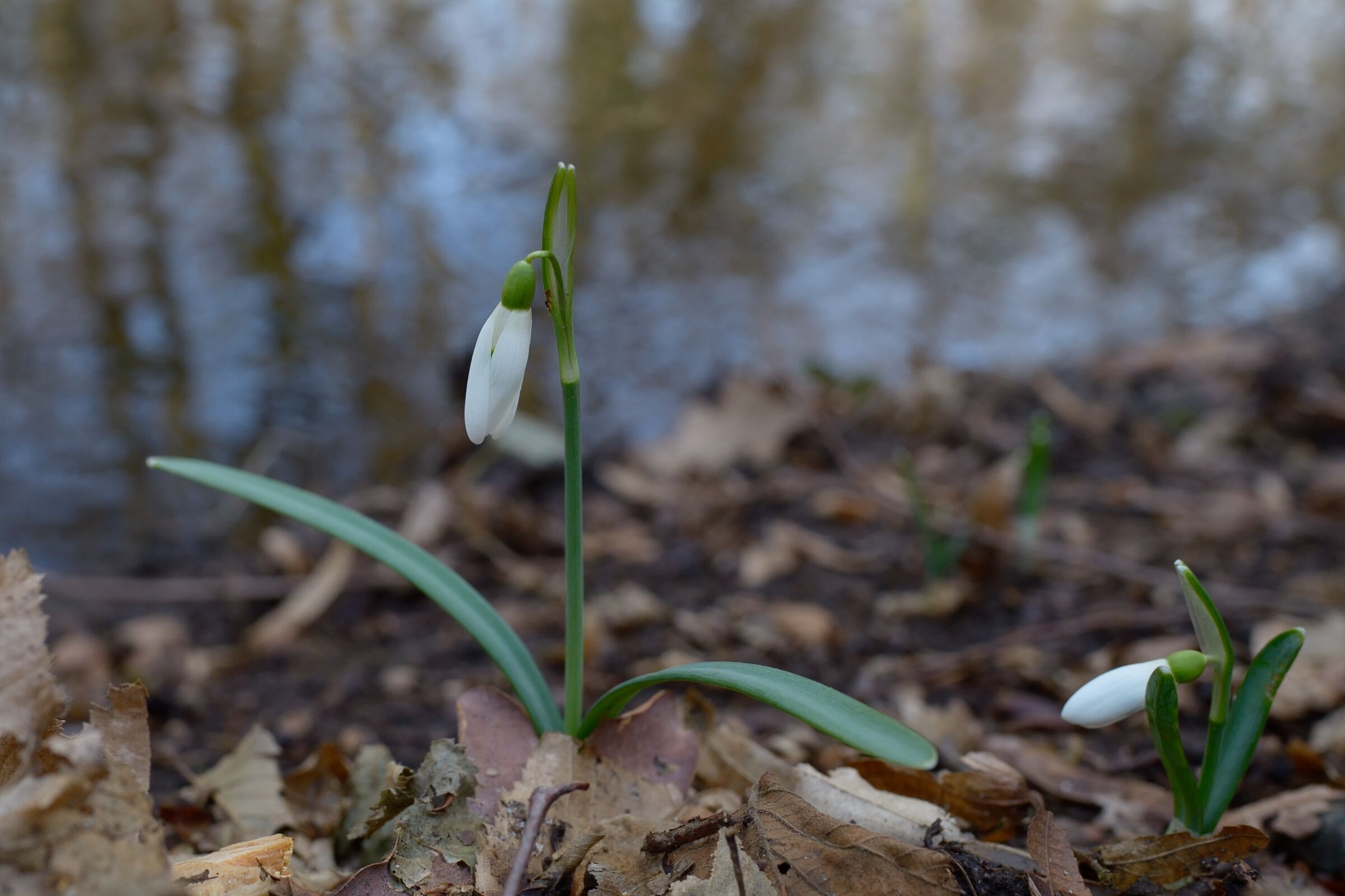 Primi segni di Primavera, oggi.