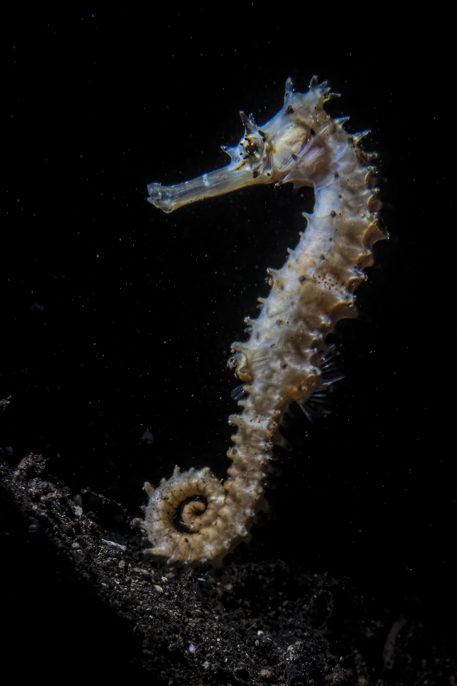 Porcupine seahorse hippocampus