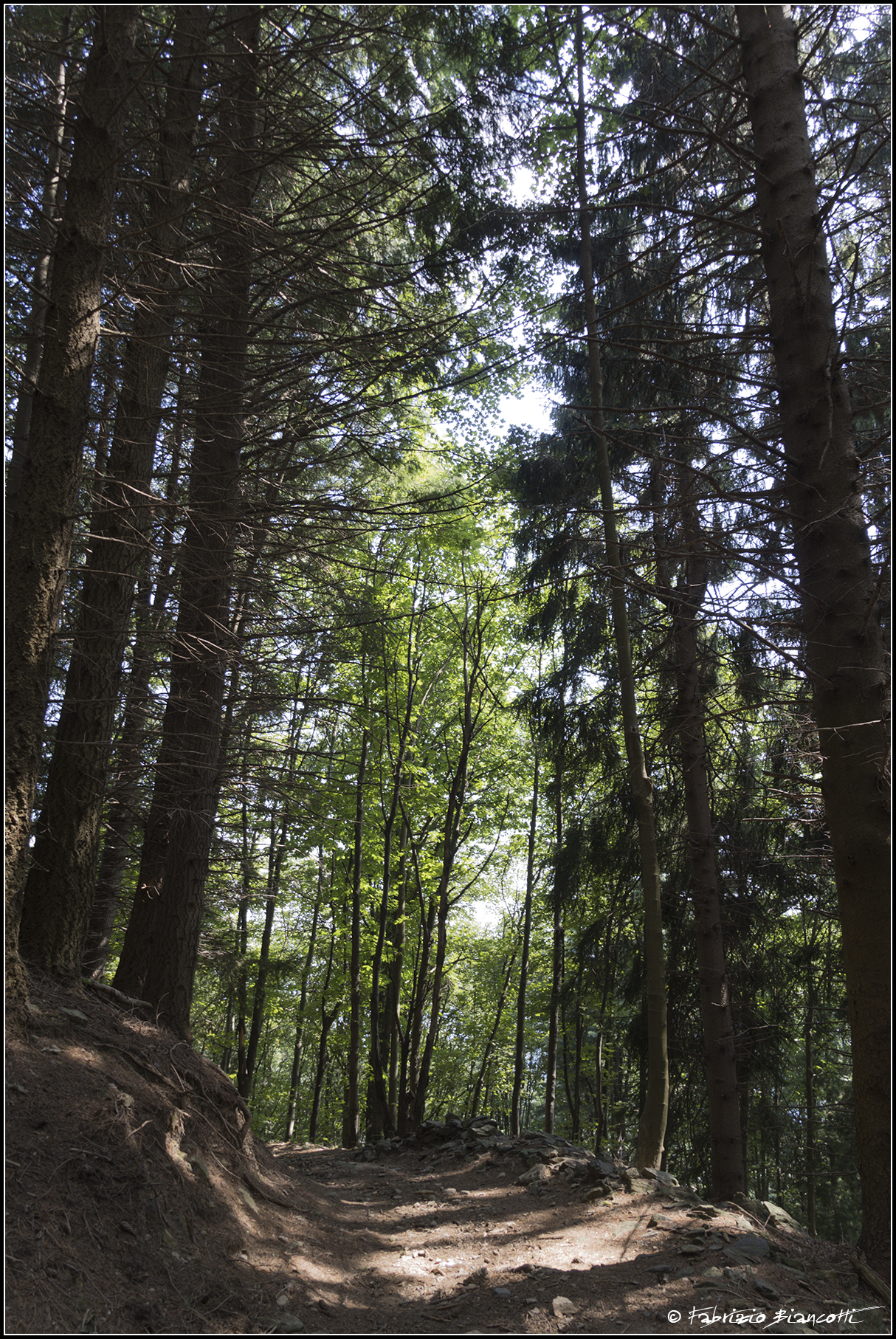 Crossing the pine forest