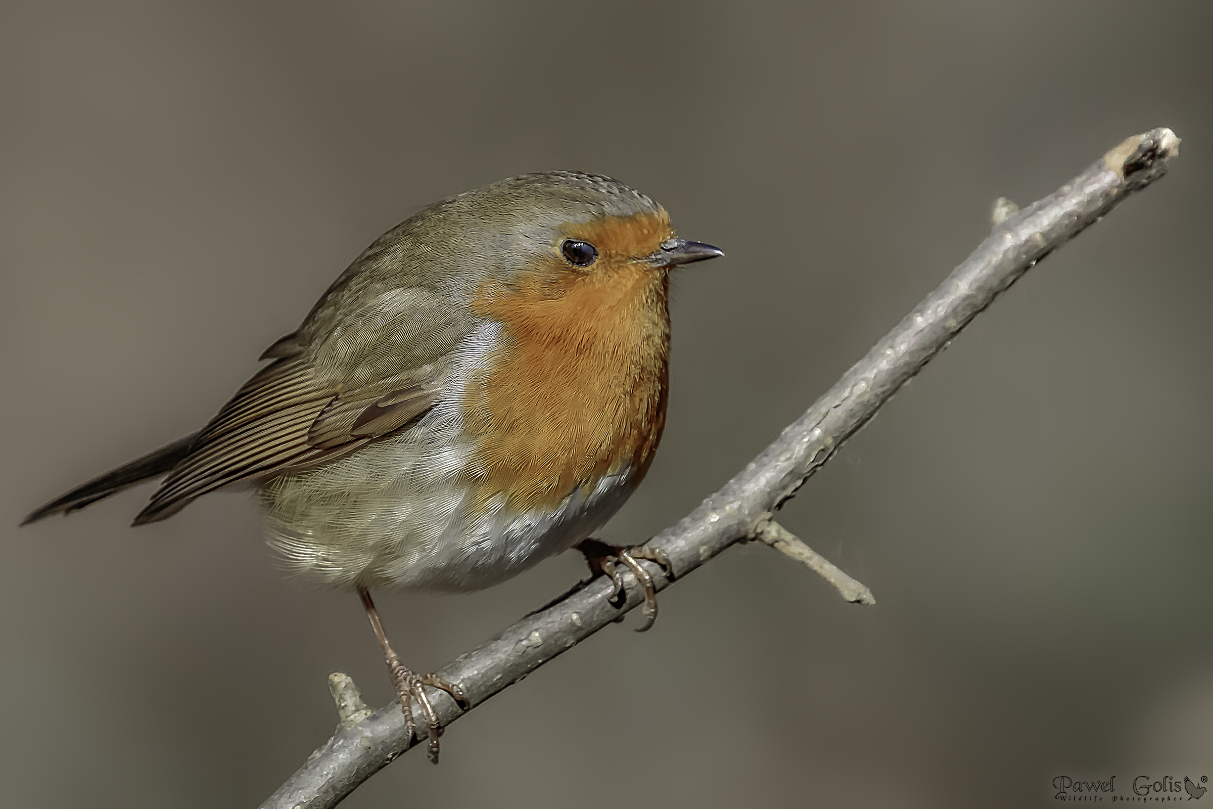 European robin (Erithacus rubecula)