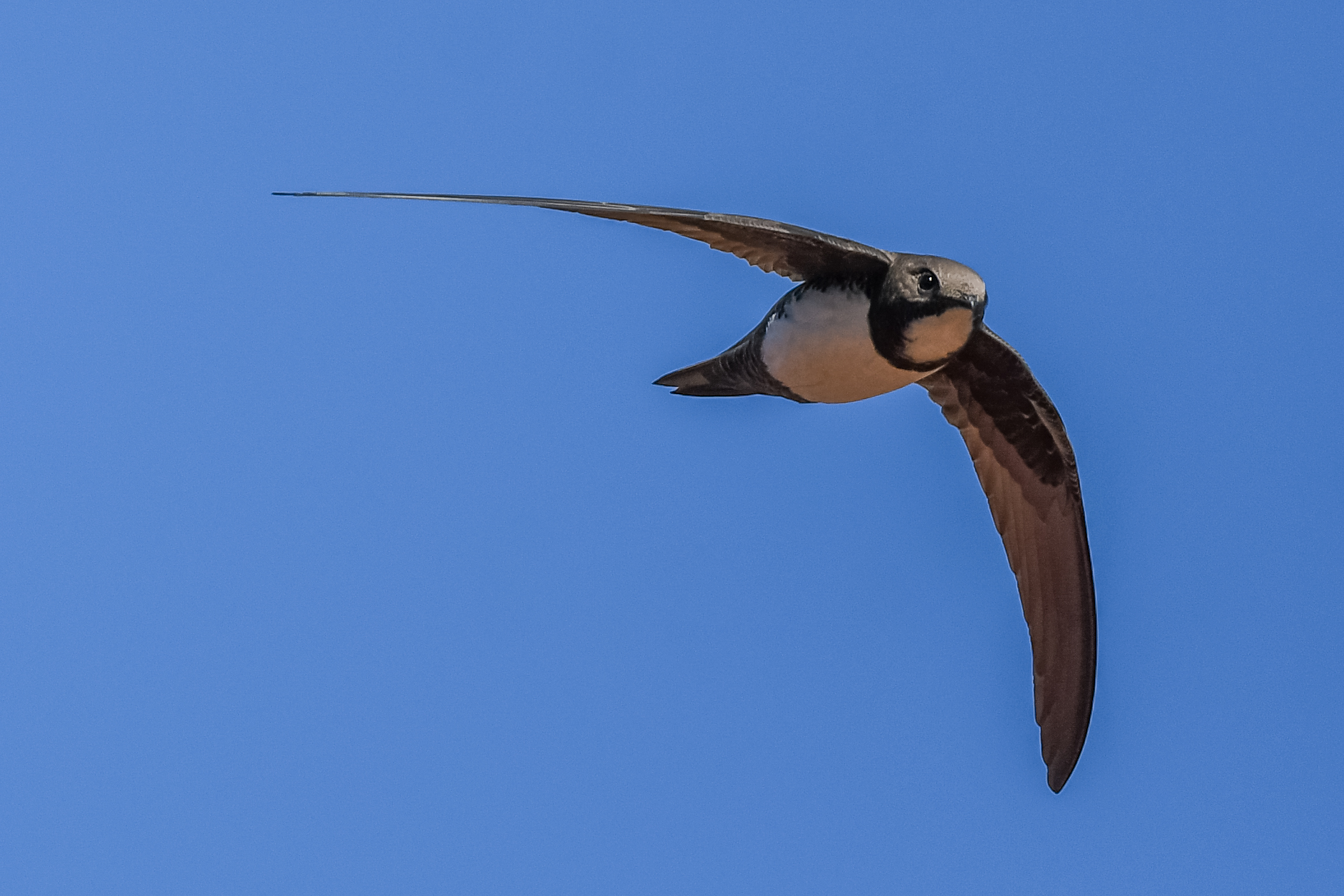 Greater Swift (Tachymarptis melba)