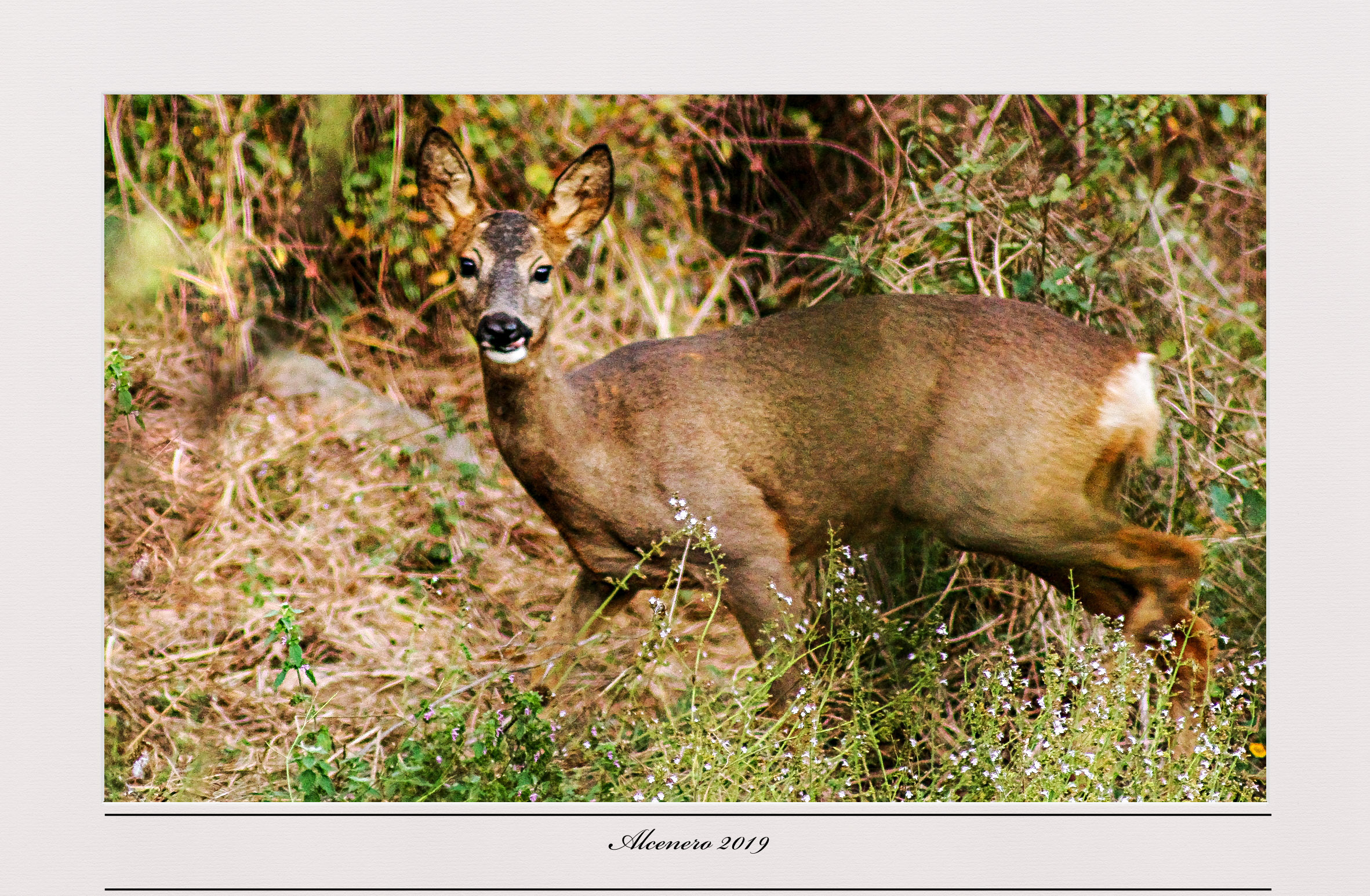 Toh, a "photographer" with the 400mm analog Pentax