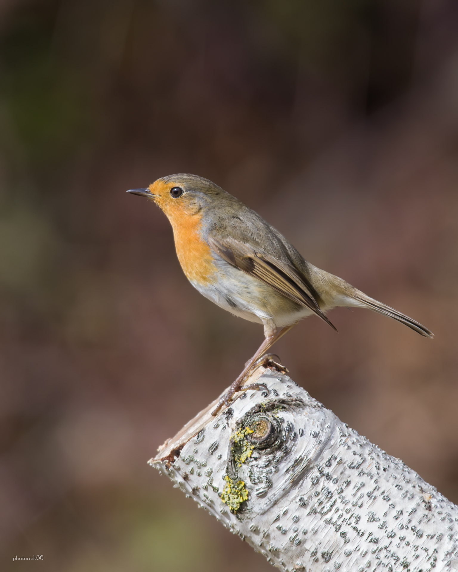 il simpatico semprepresente Robin