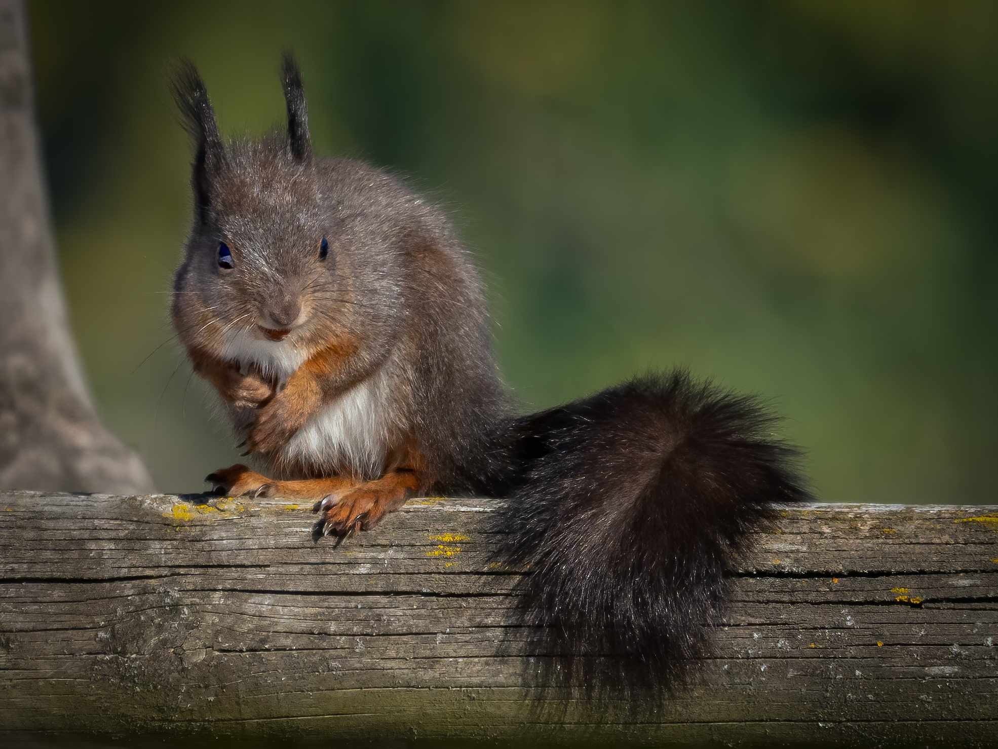 Squirrel