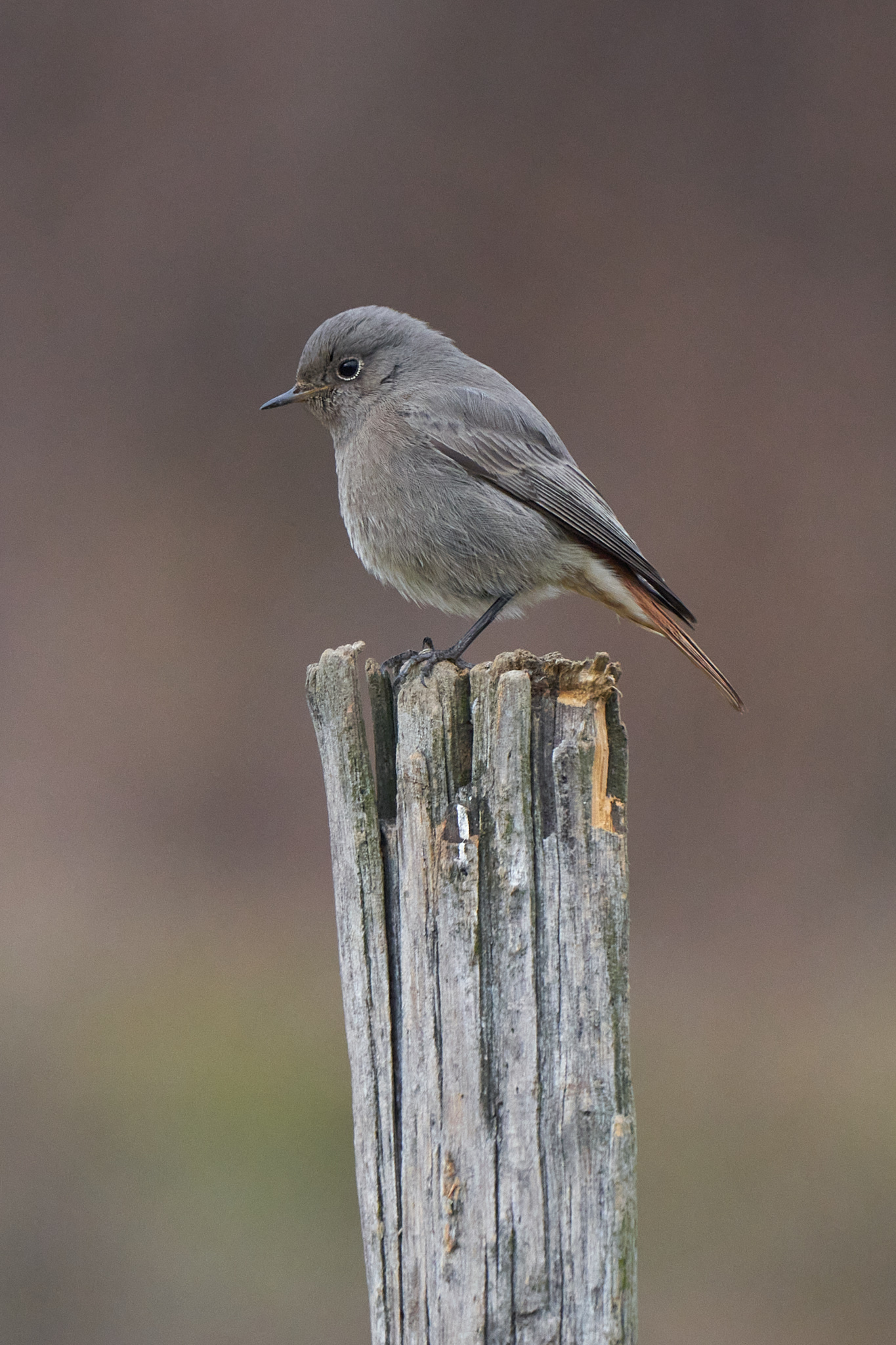 Codirosso spazzacamino