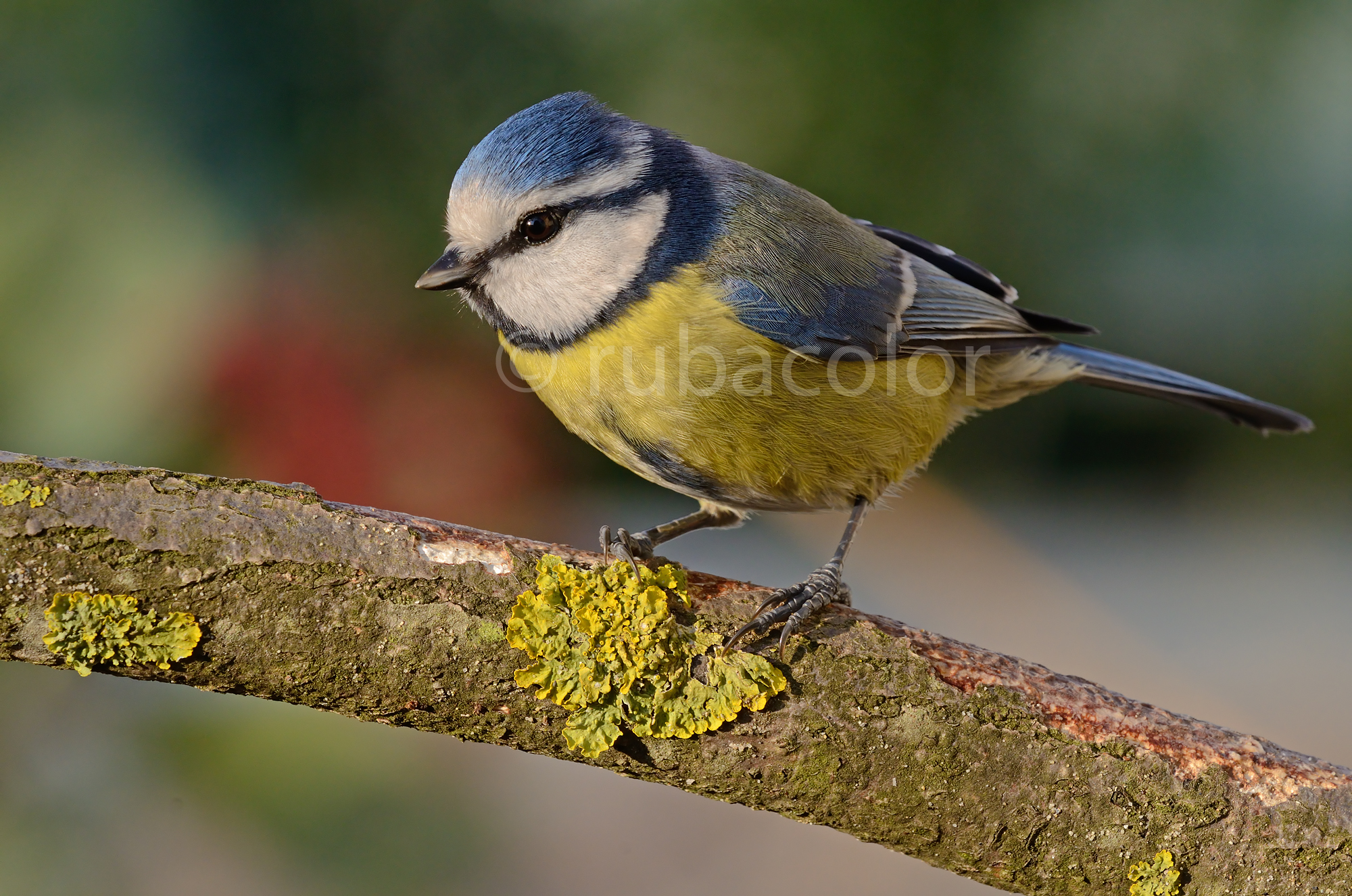 Un' altra cinciarella