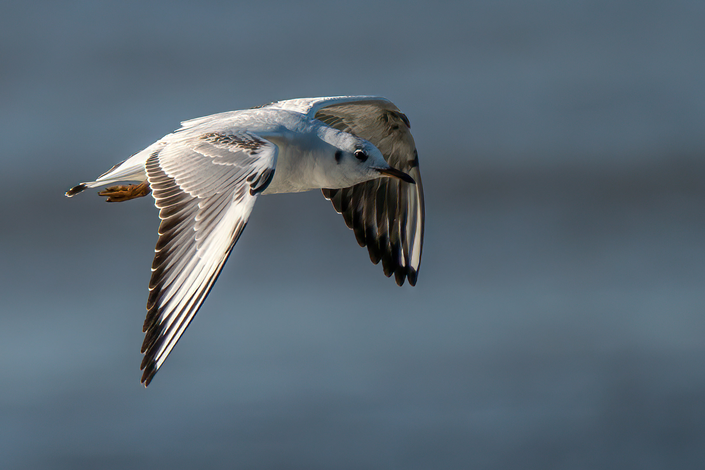 Common seagull Juv.