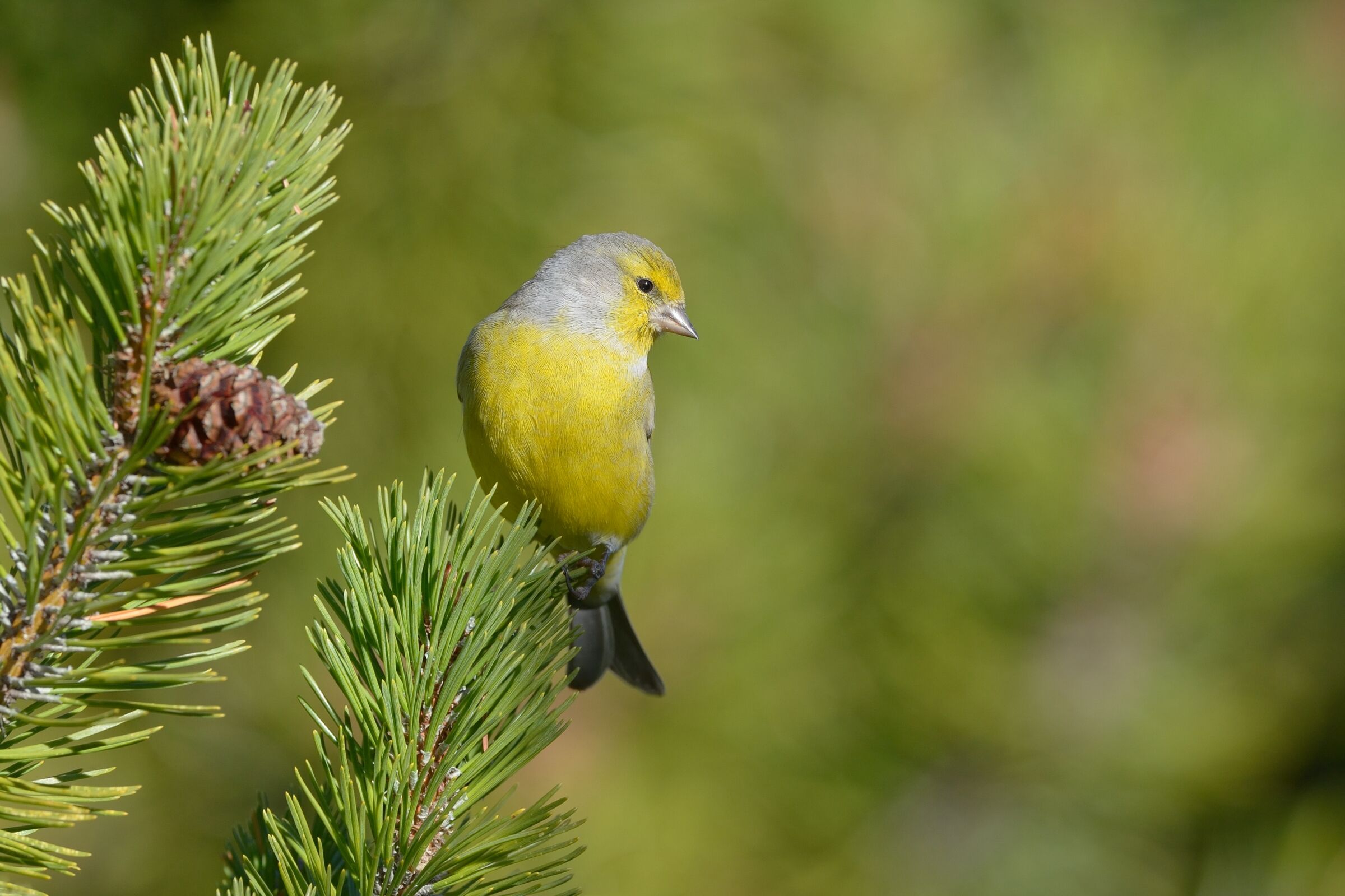 Alpine Venturone (Carduelis citrinella)