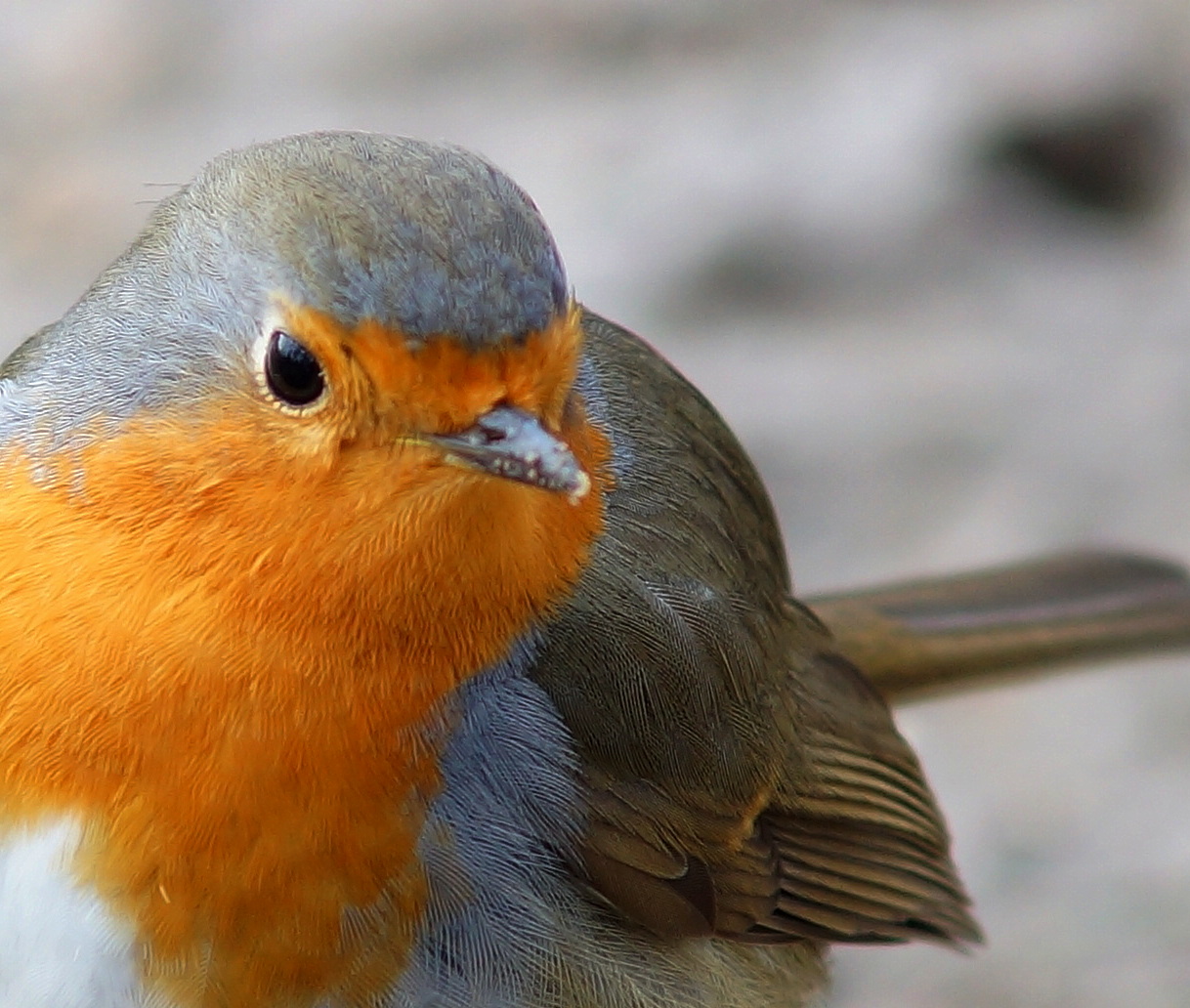 Pettirosso europiano