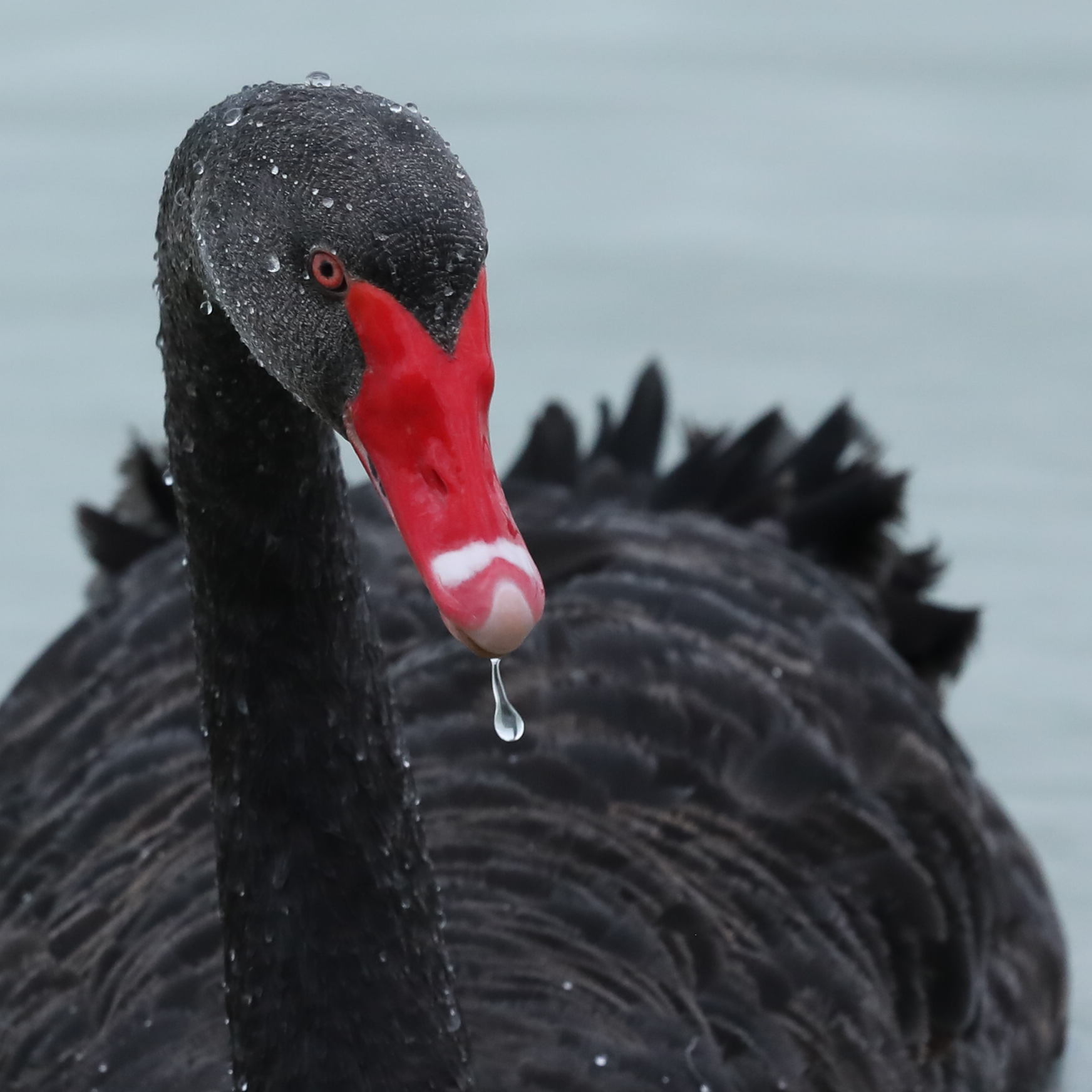 Black Swan