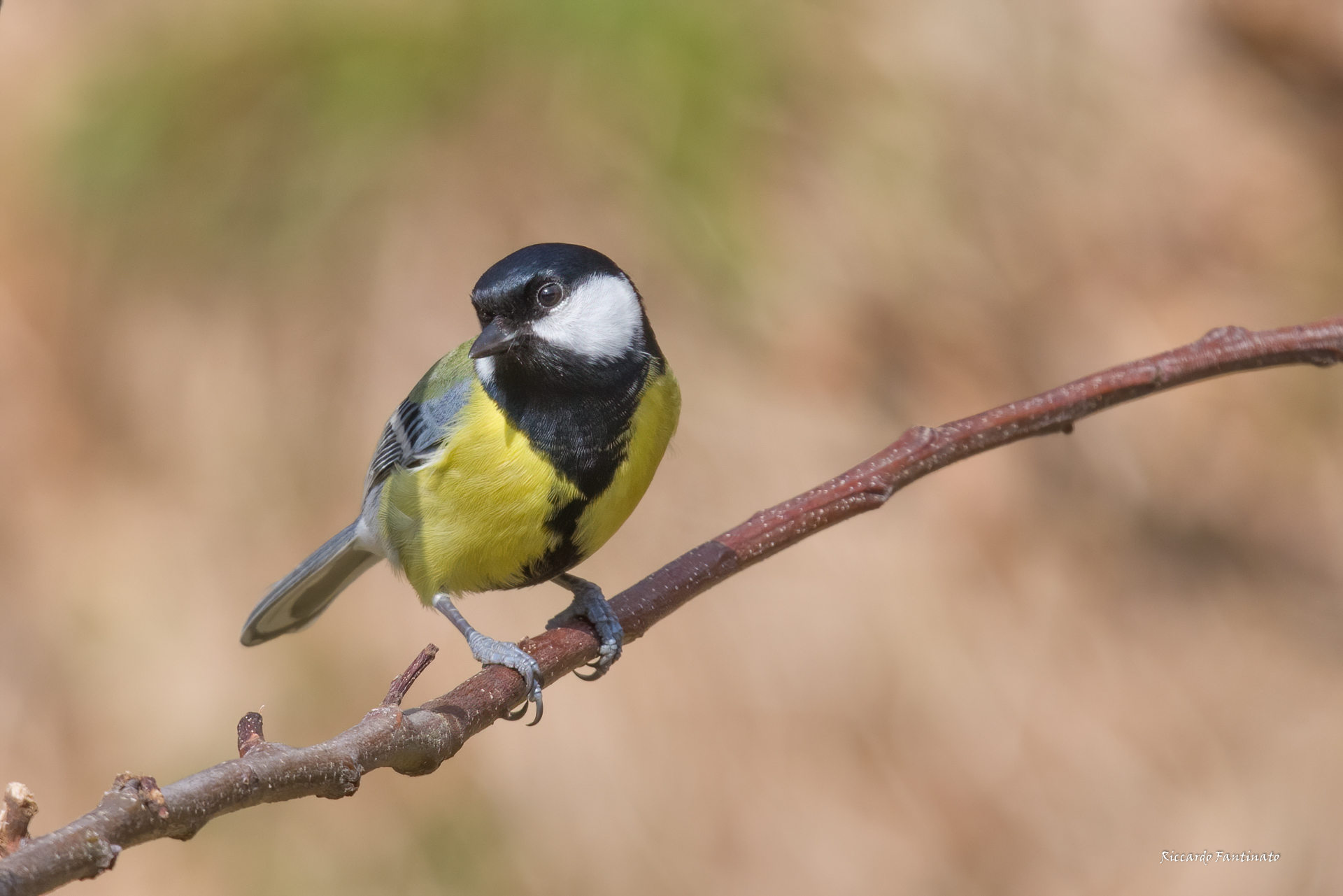 Cinciallegra ...aria di primavera