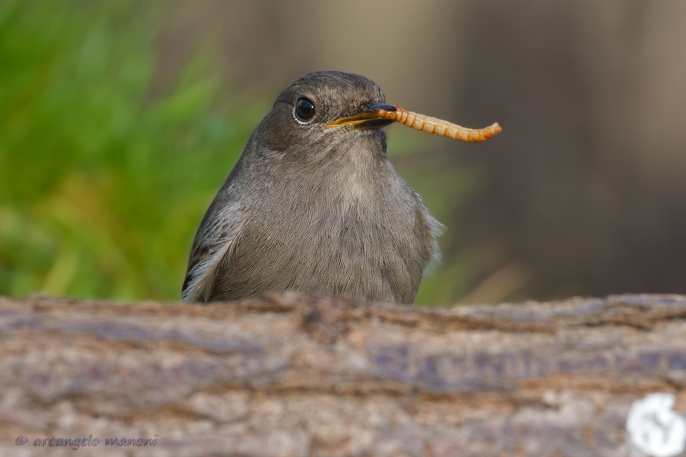 The Engond Codirosso