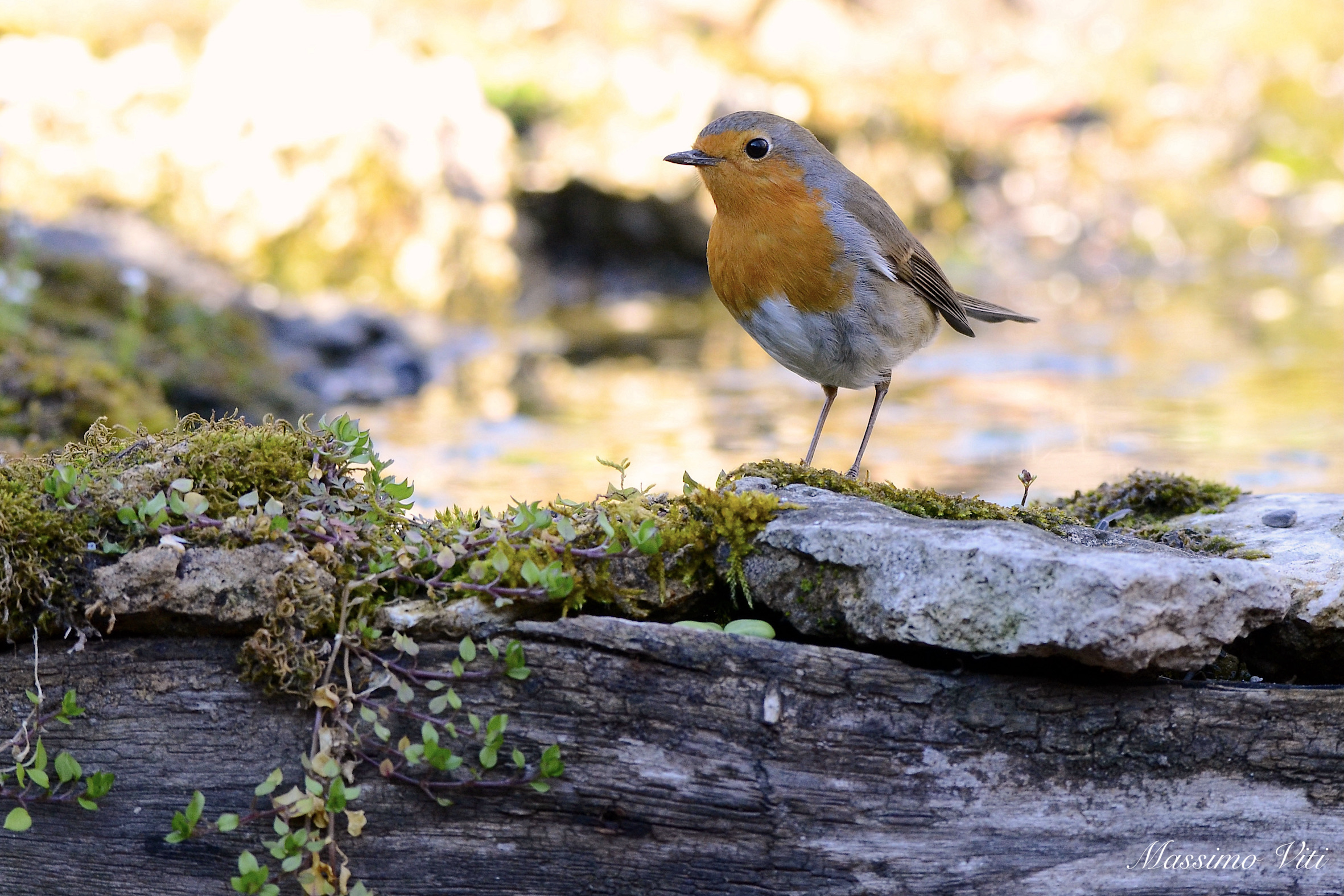 Robin