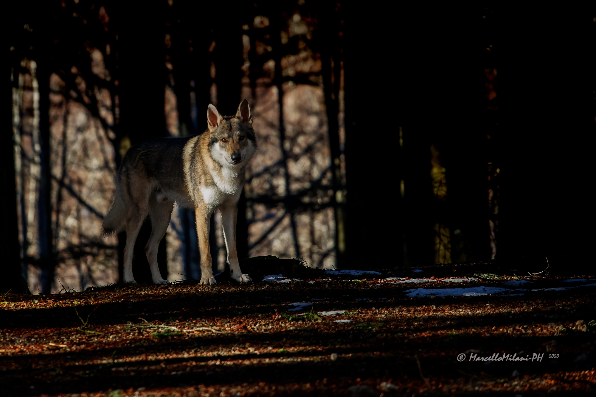 Jason Cane Lupo Cecoslovacco