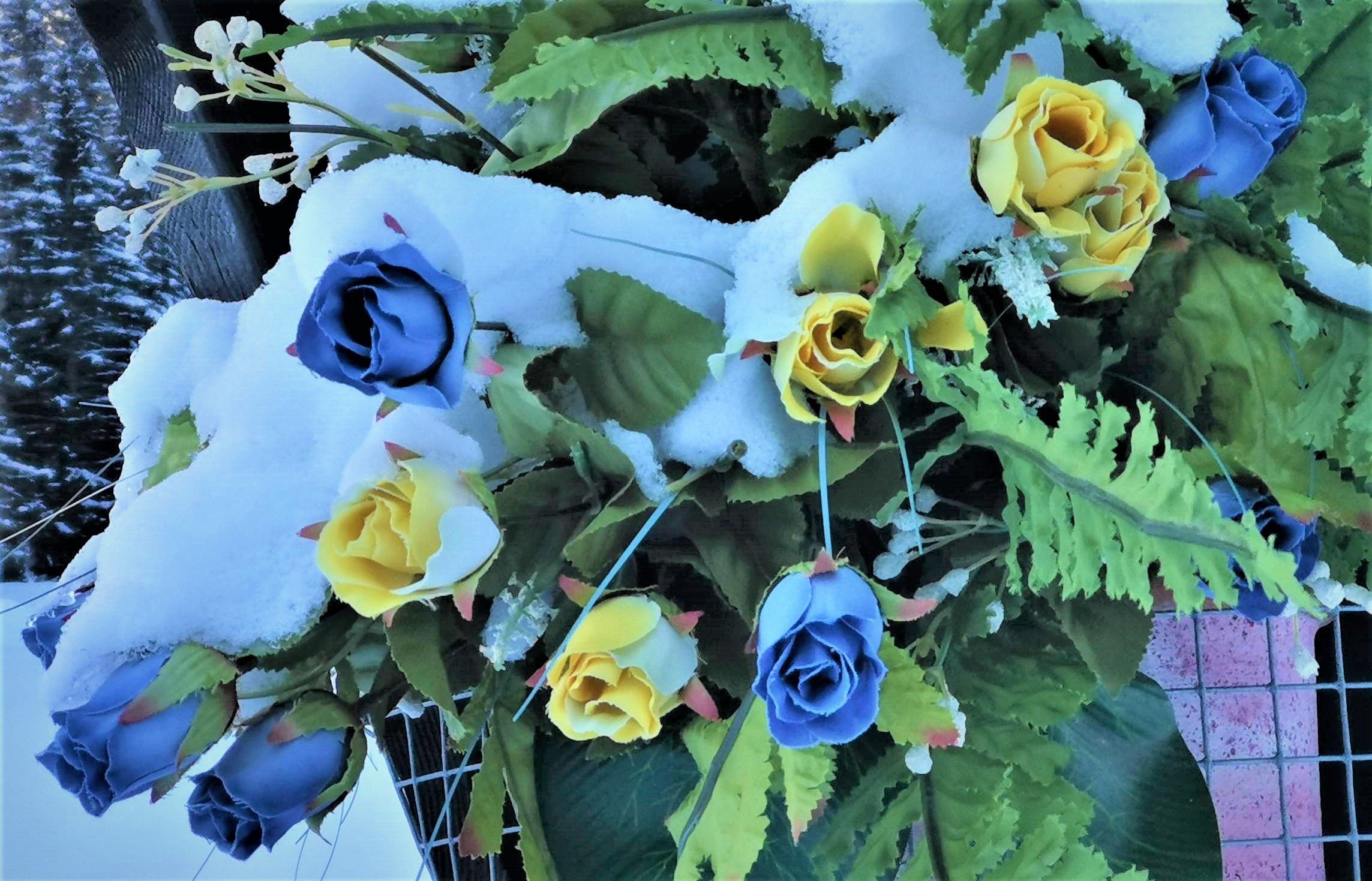 Poor Roses Under the Snow