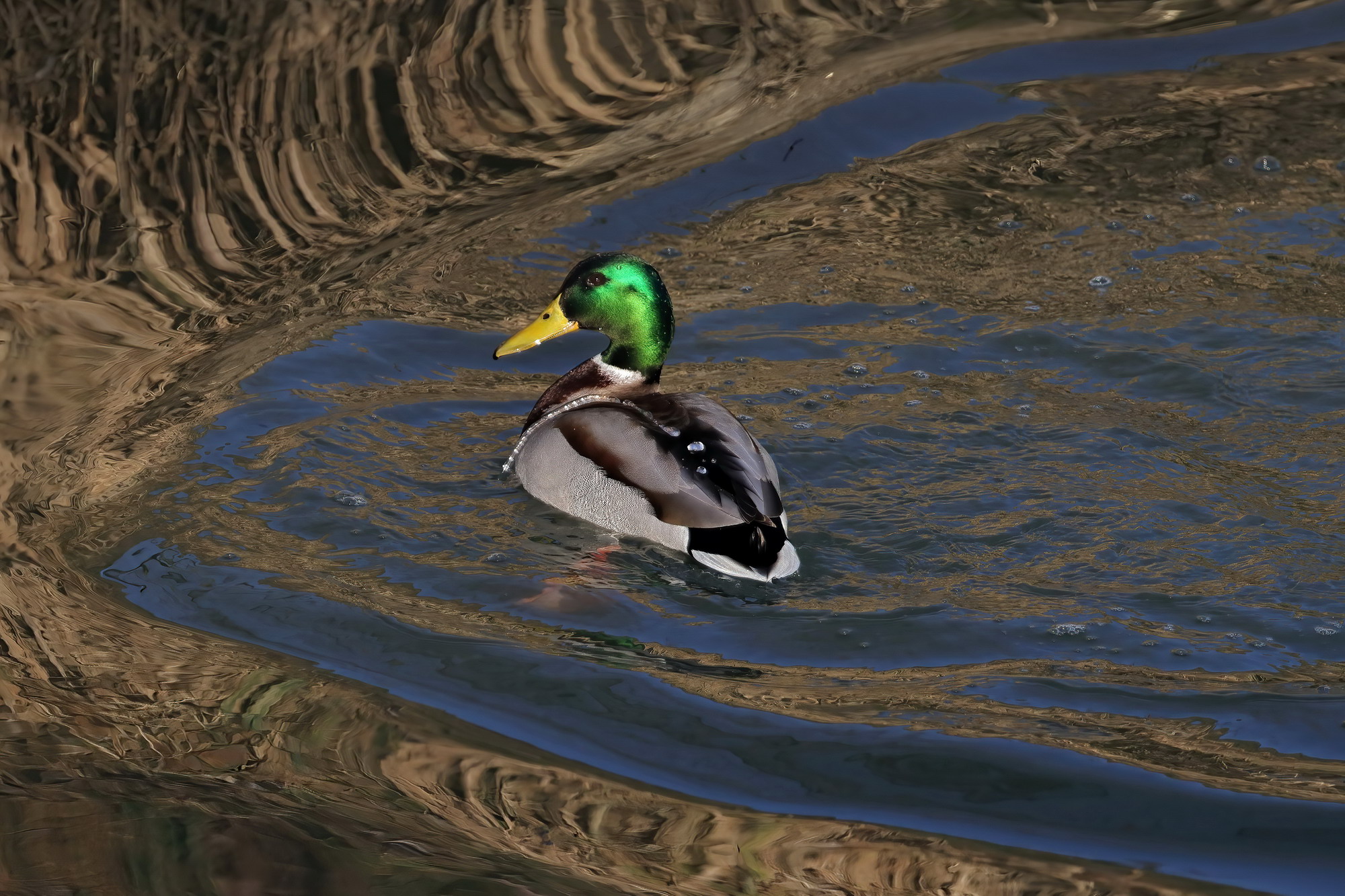 Germano tra i riflessi