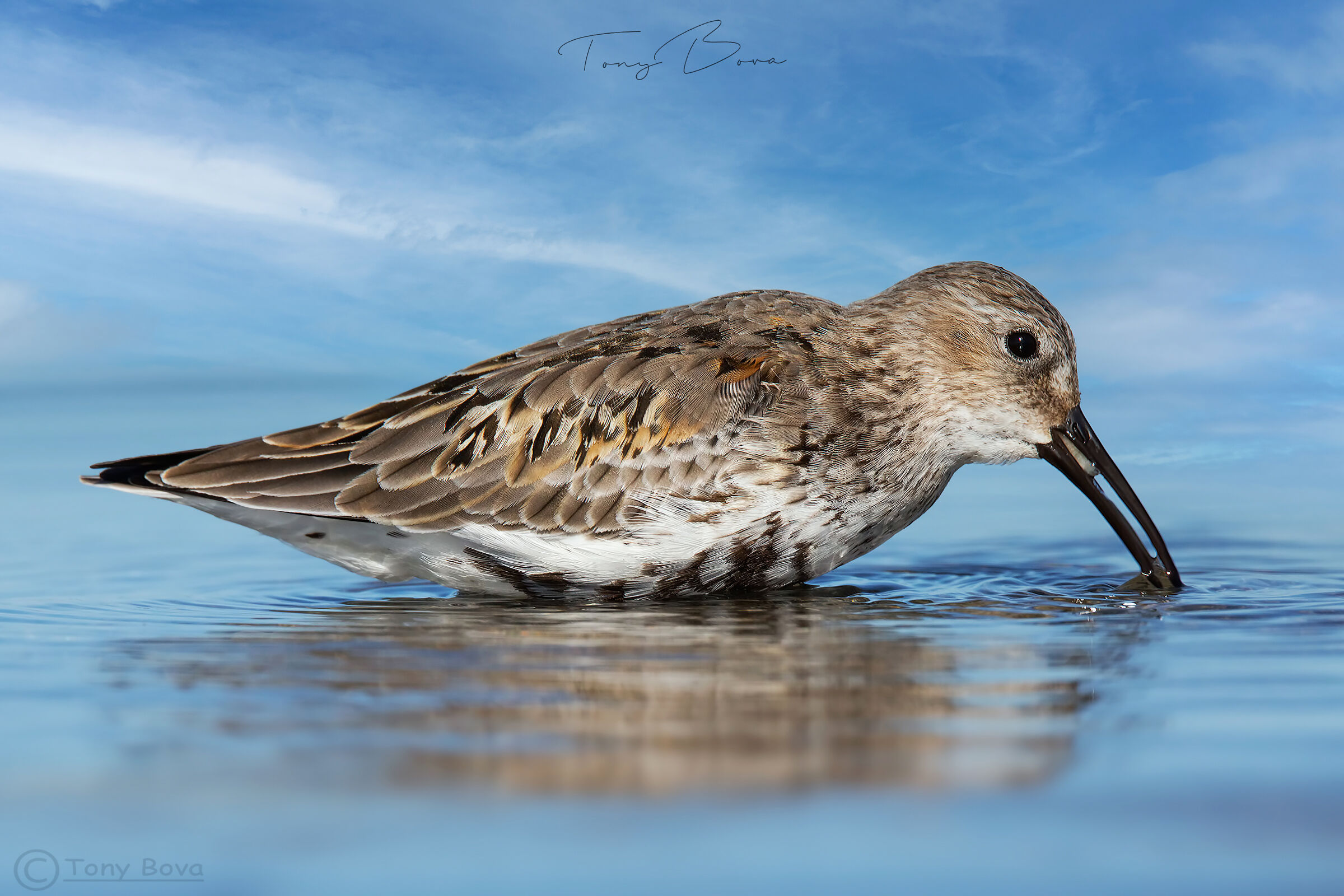 Piovanello Pancianera ...