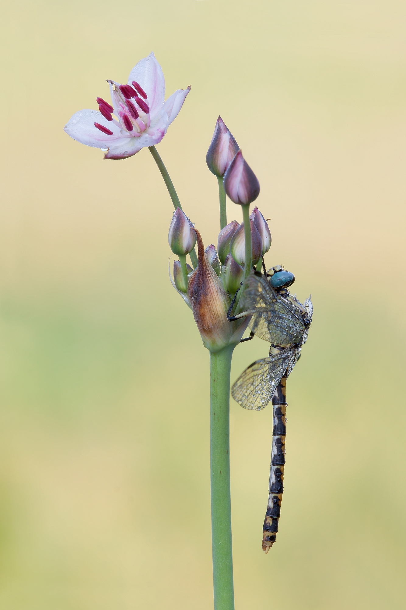 Onychogomphus uncatus