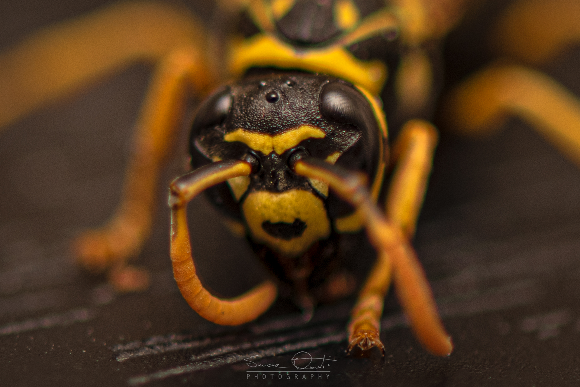 Wasp in the house / 2