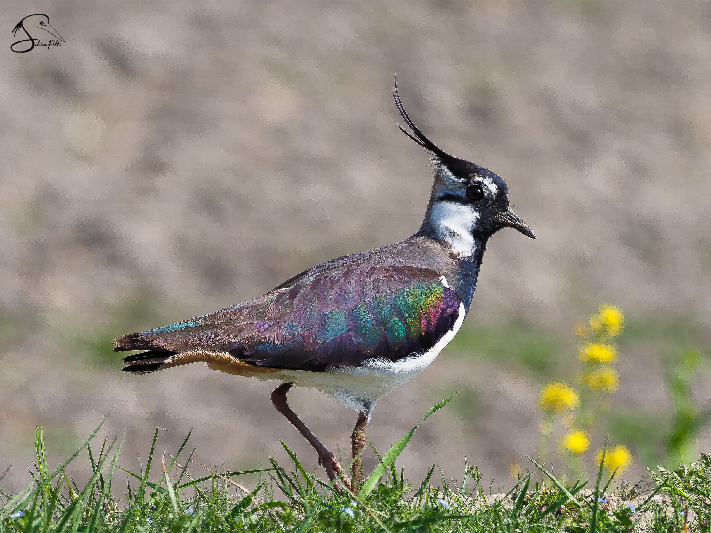 Pavoncella vercellese (Vanellus vanellus)