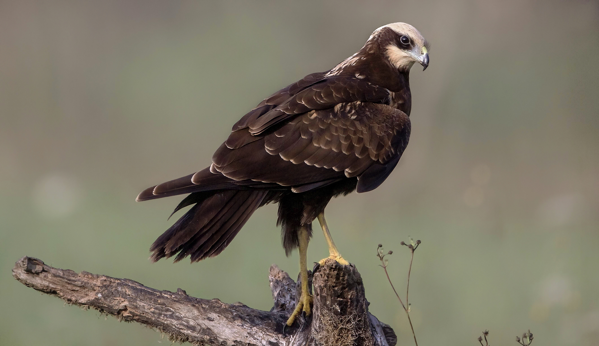 fuori dal canneto, falco di palude femmina